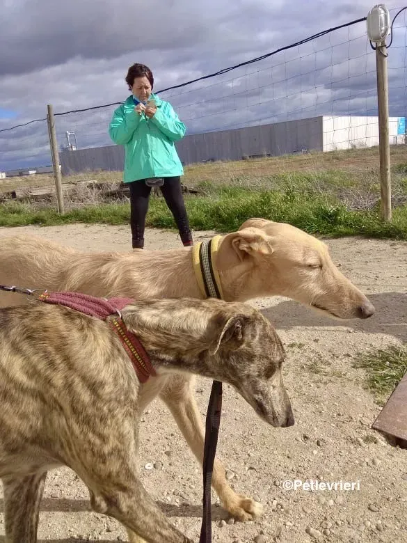 Bloom 9541 adozione levriero galgo 04