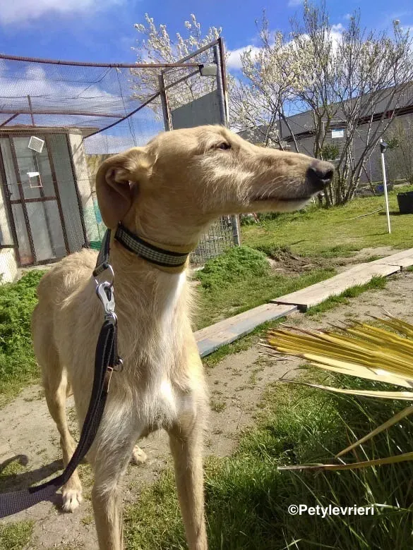 Bloom 9541 adozione levriero galgo 05