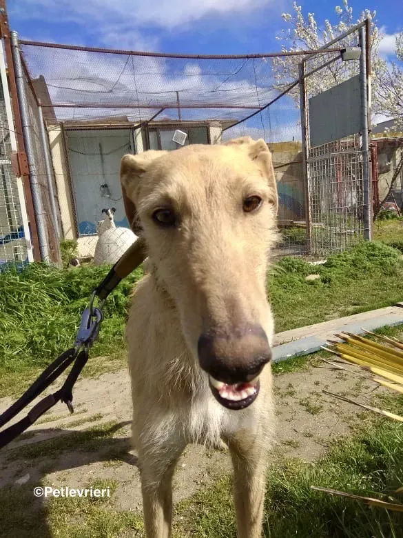 Bloom 9541 adozione levriero galgo 06