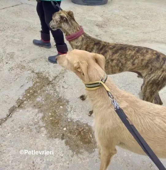 Bloom 9541 adozione levriero galgo 07