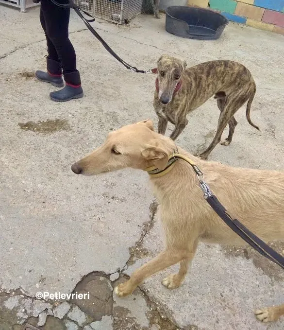 Bloom 9541 adozione levriero galgo 08