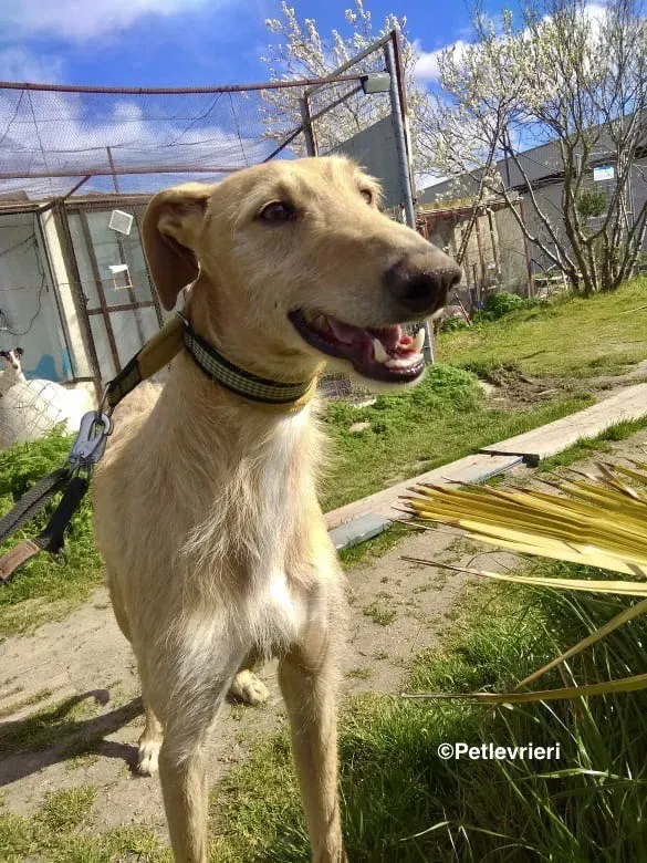 Bloom 9541 adozione levriero galgo 09