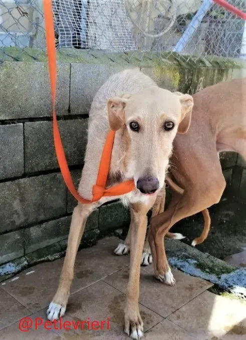 Bloom adozione levrieri galgo 01