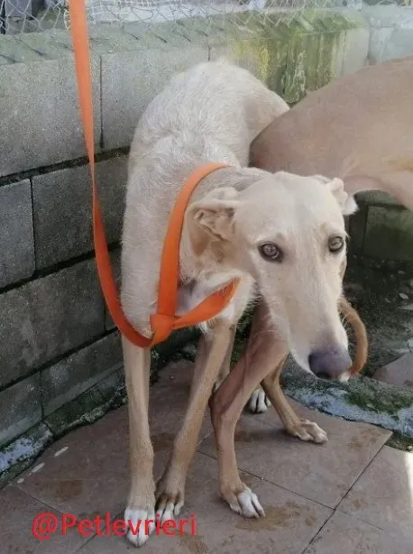 Bloom adozione levrieri galgo 02