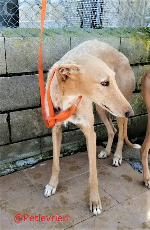 Bloom adozione levrieri galgo 03