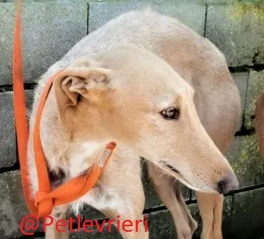 Bloom adozione levrieri galgo 04