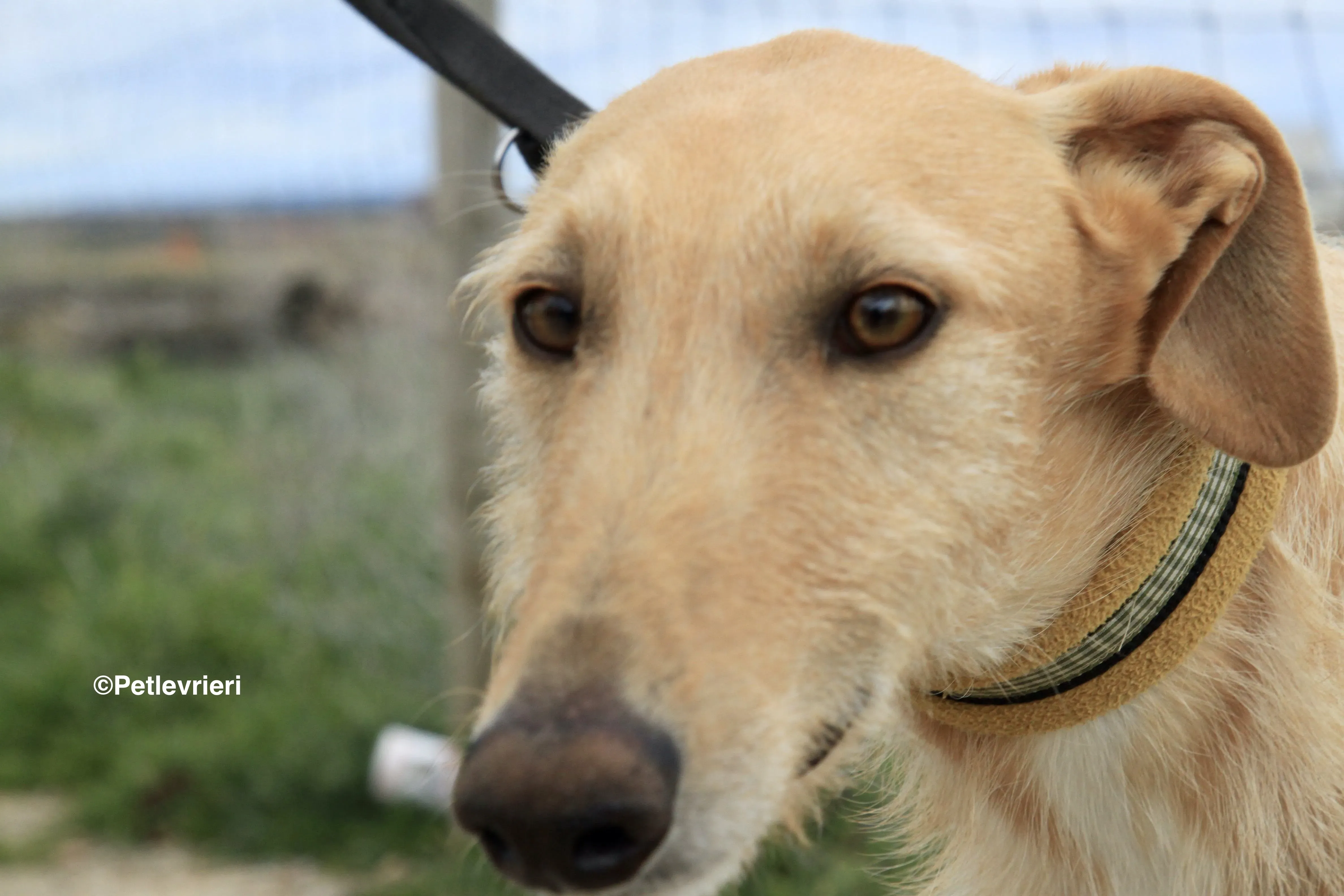 Bloom adozione levrieri galgo 1