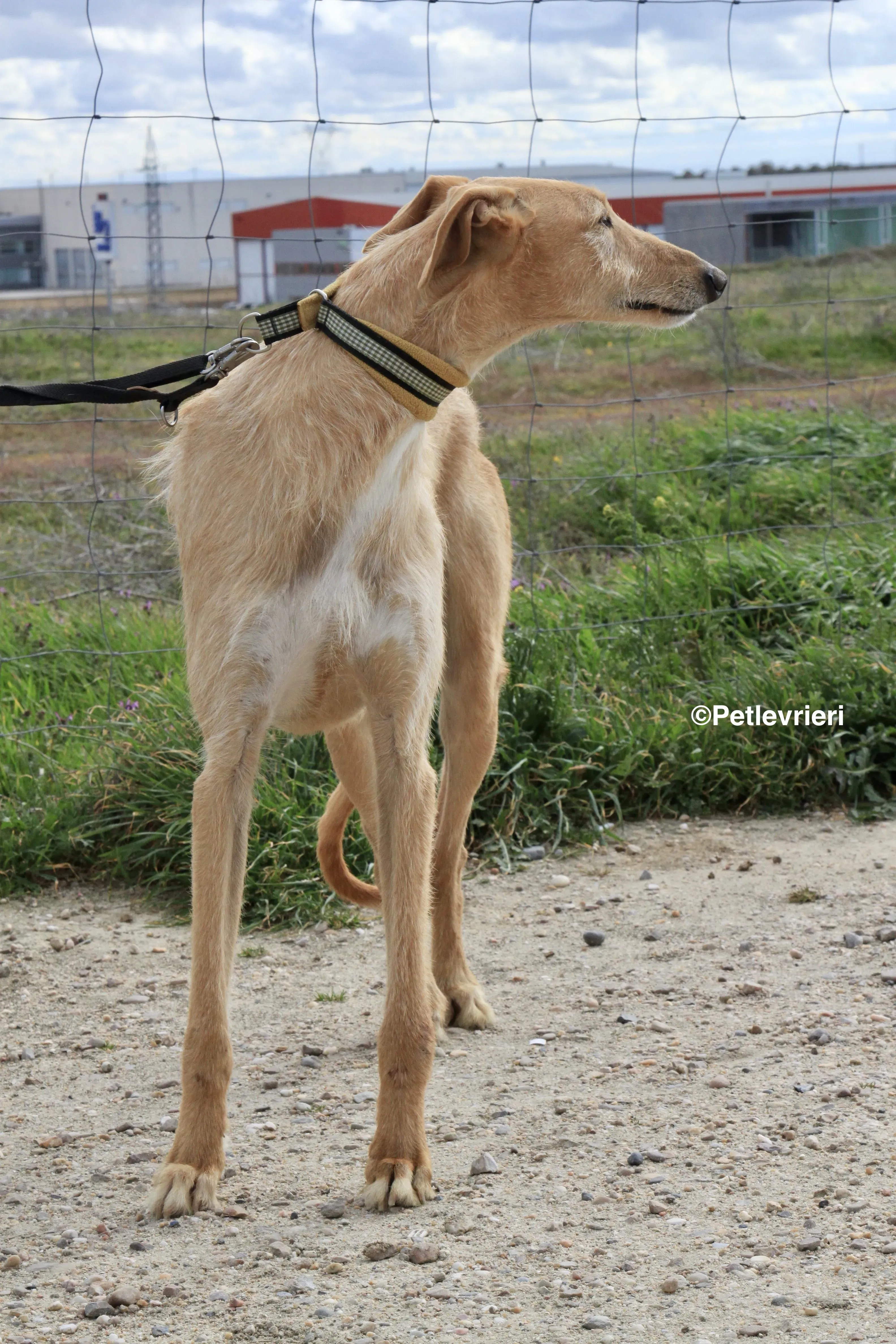 Bloom adozione levrieri galgo 13