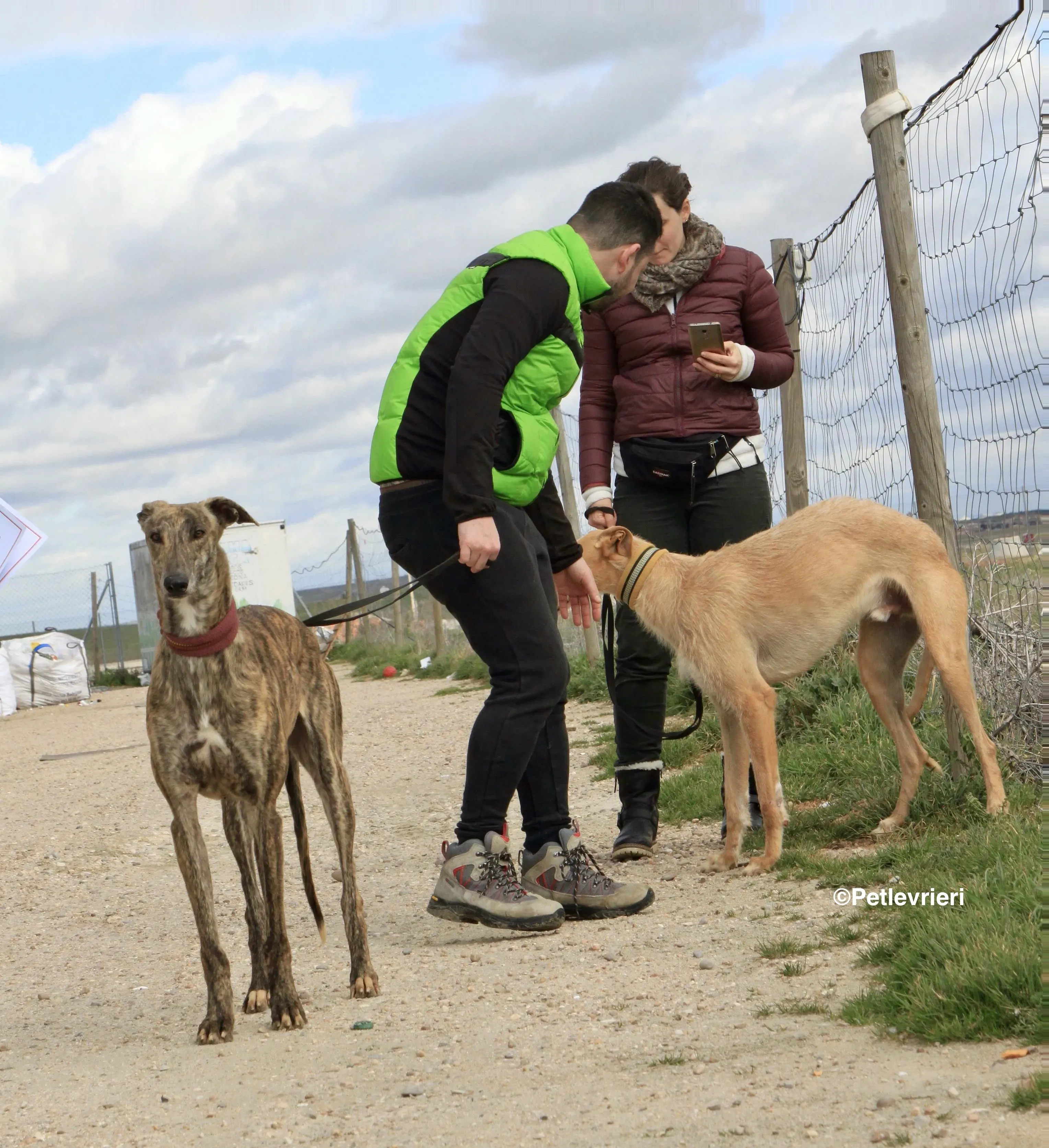 Bloom adozione levrieri galgo 14