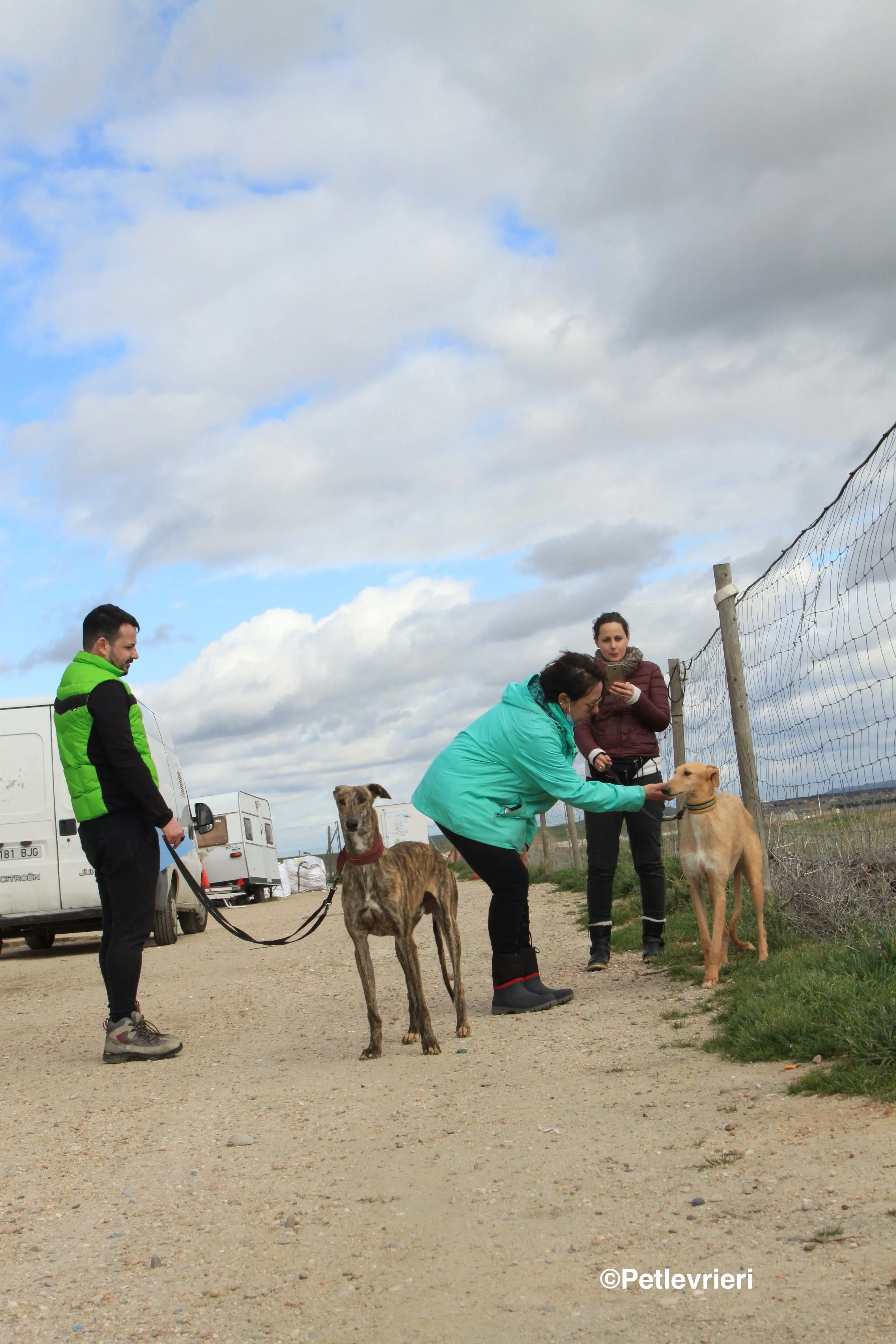 Bloom adozione levrieri galgo 15