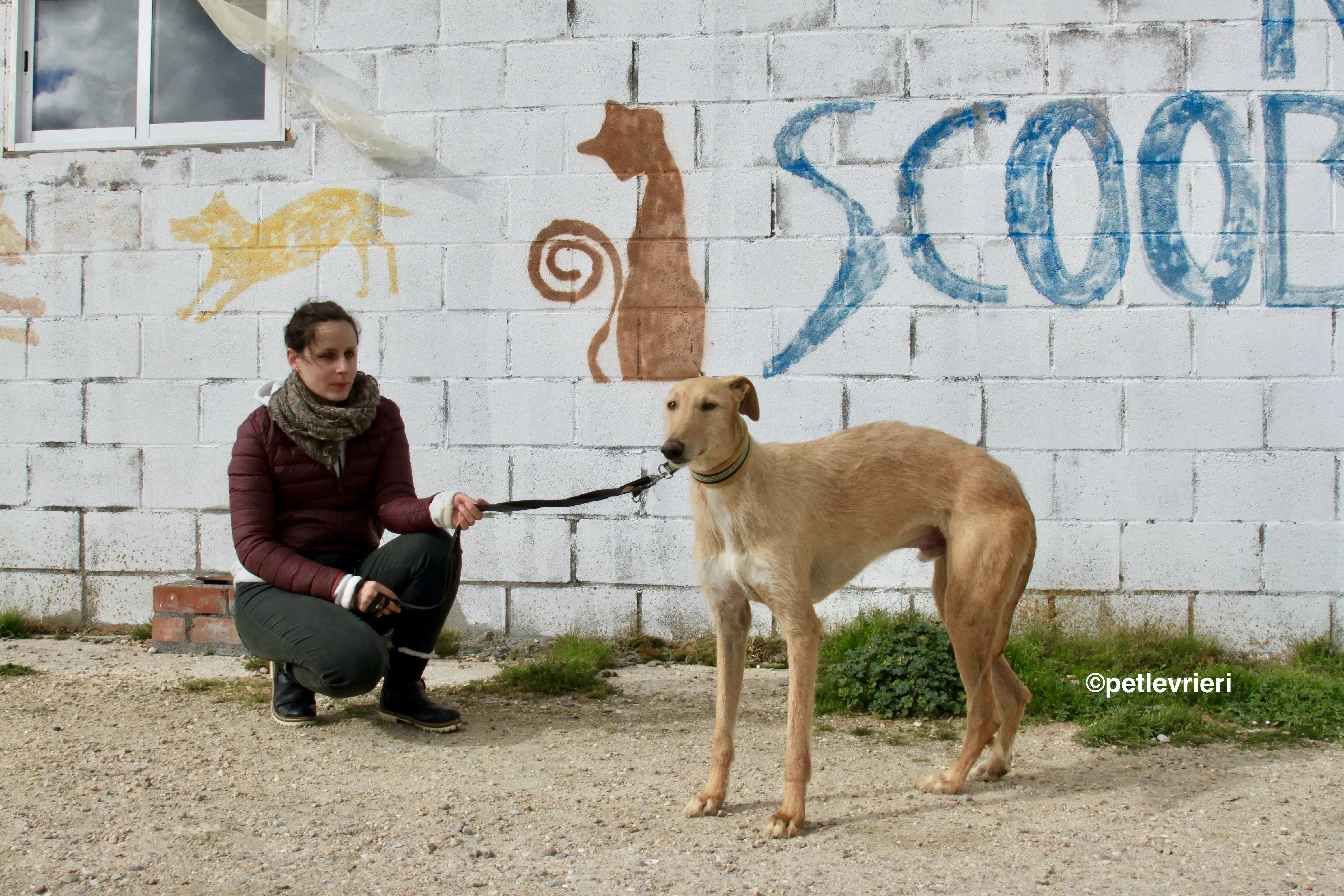 Bloom adozione levrieri galgo 16