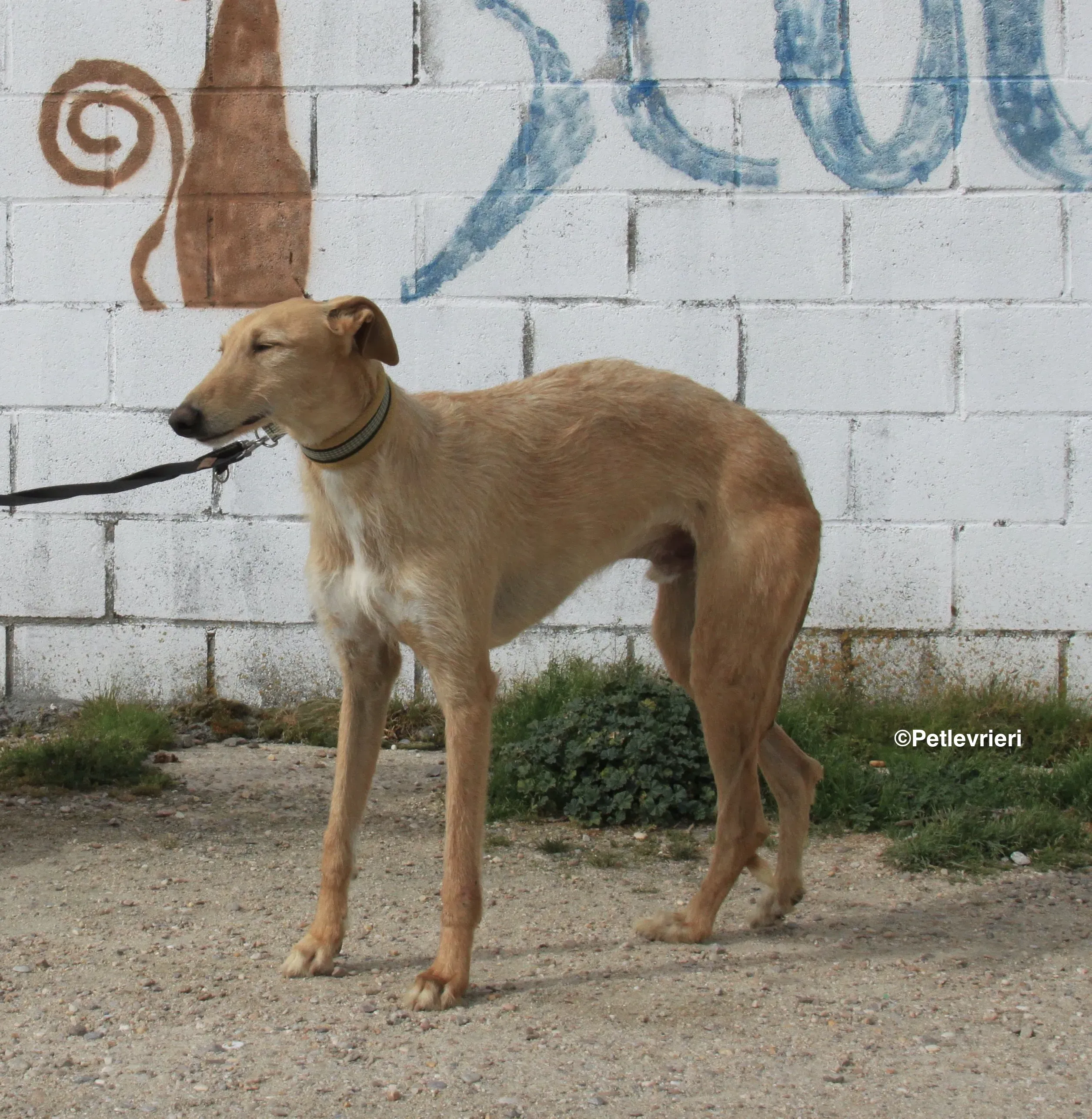 Bloom adozione levrieri galgo 17