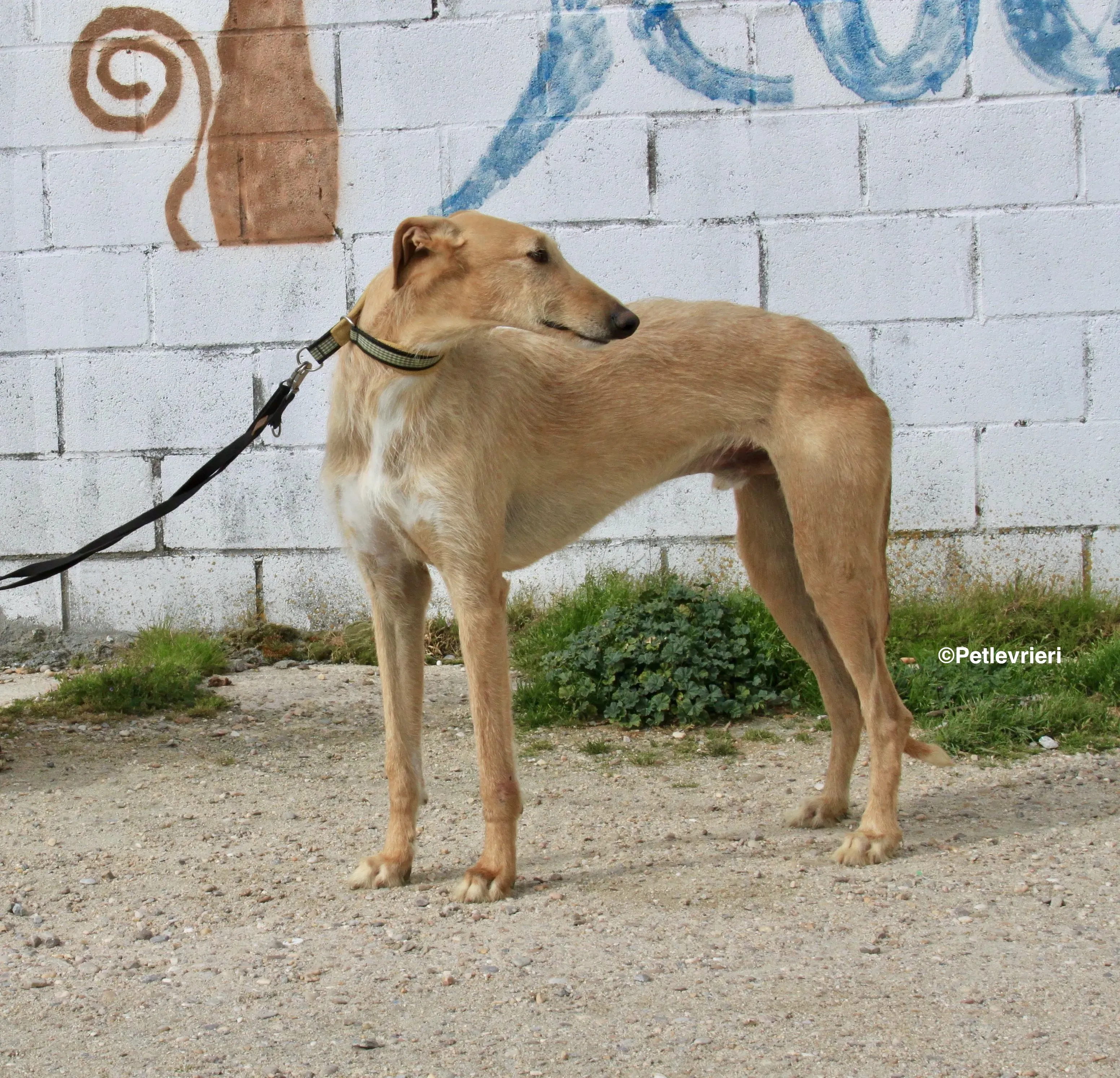 Bloom adozione levrieri galgo 18