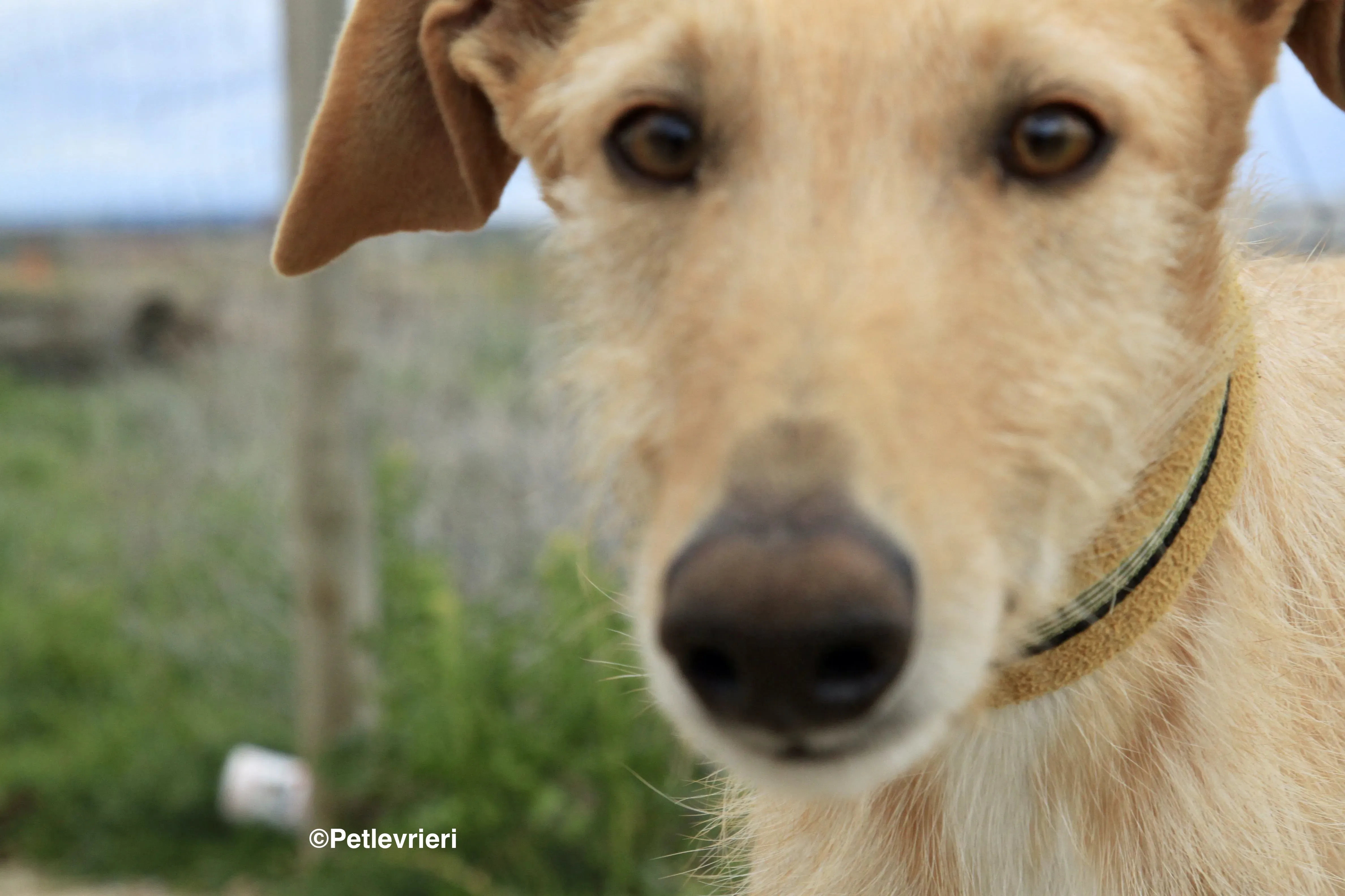 Bloom adozione levrieri galgo 2