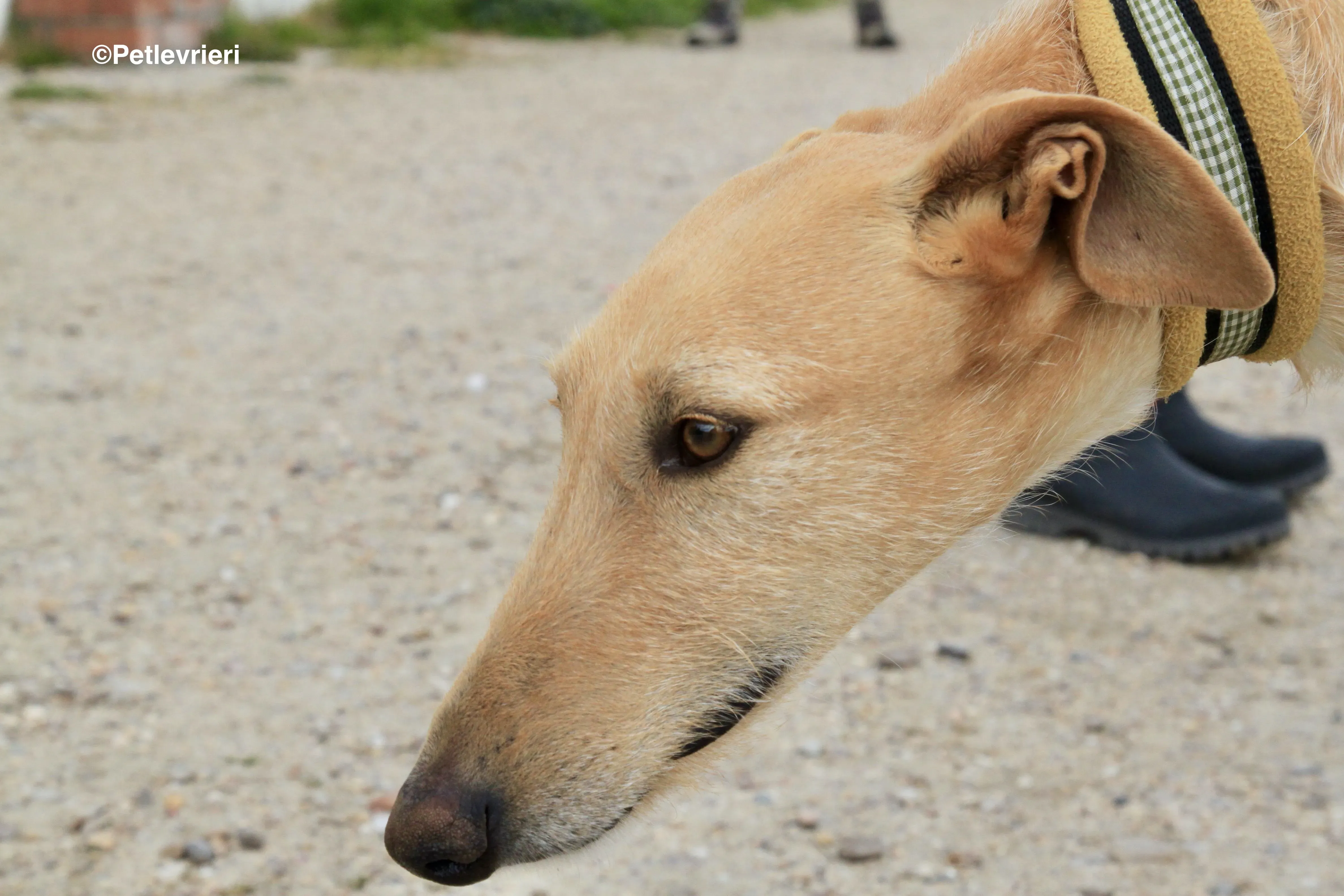 Bloom adozione levrieri galgo 3