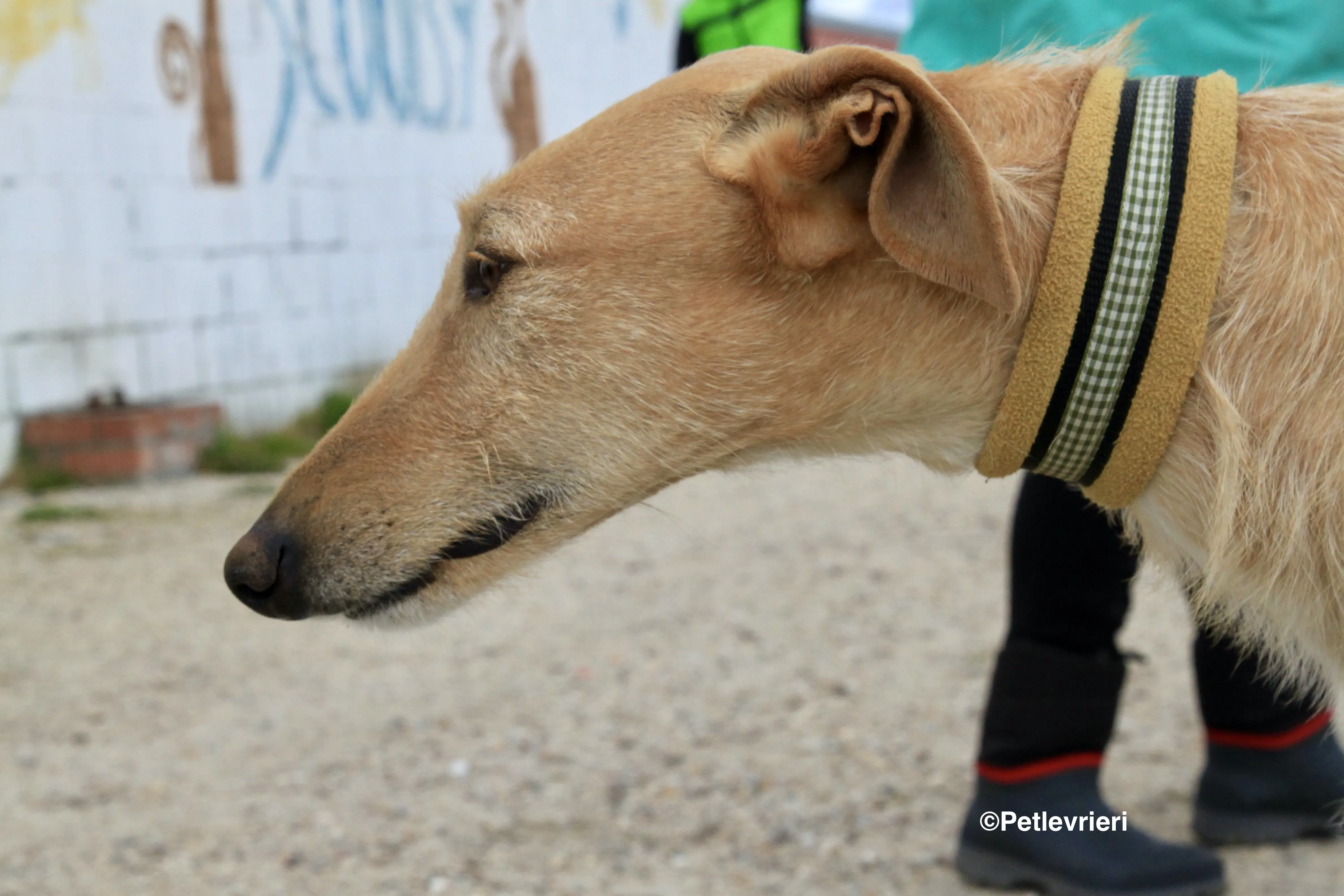 Bloom adozione levrieri galgo 4