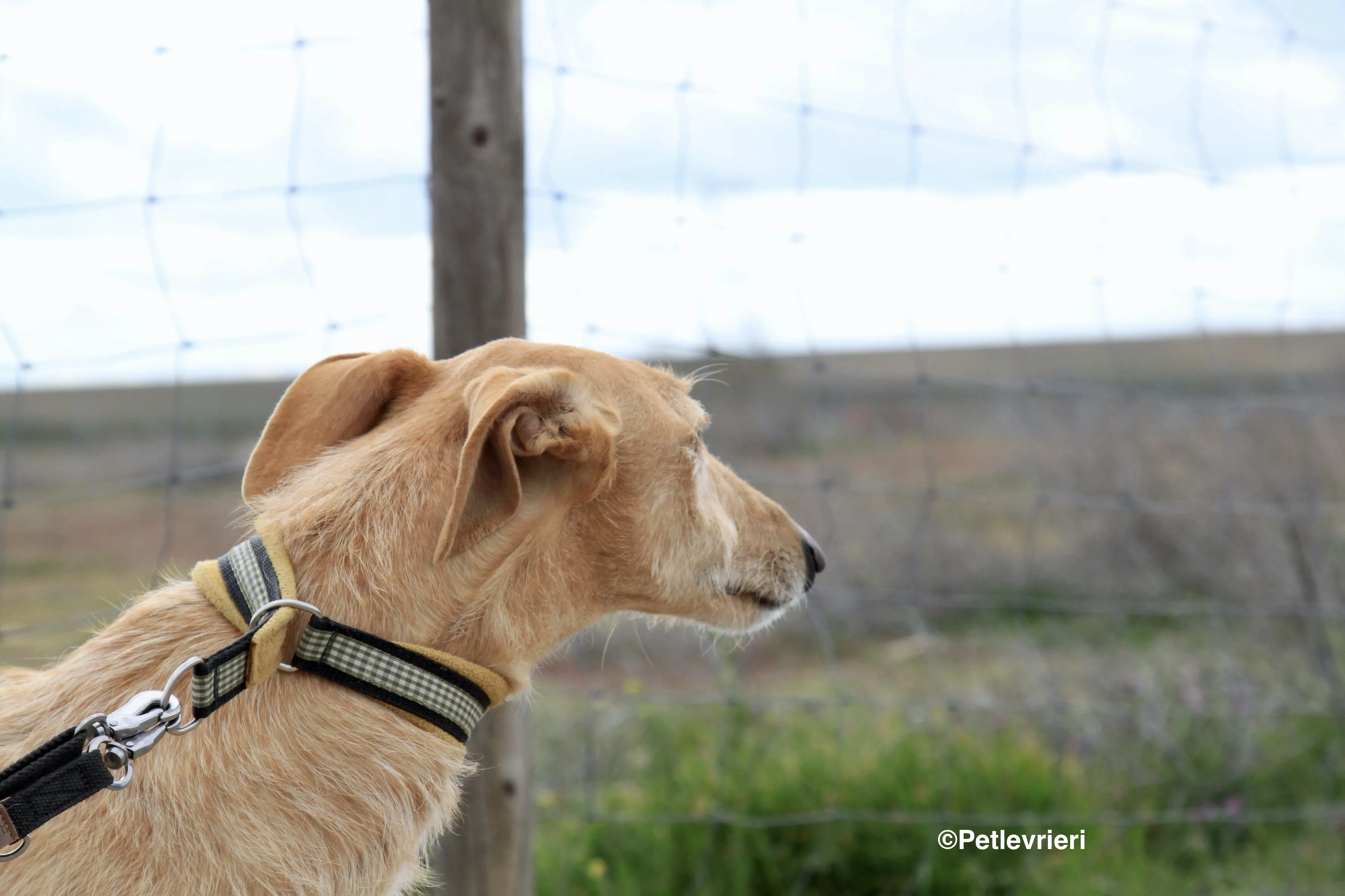 Bloom adozione levrieri galgo 5