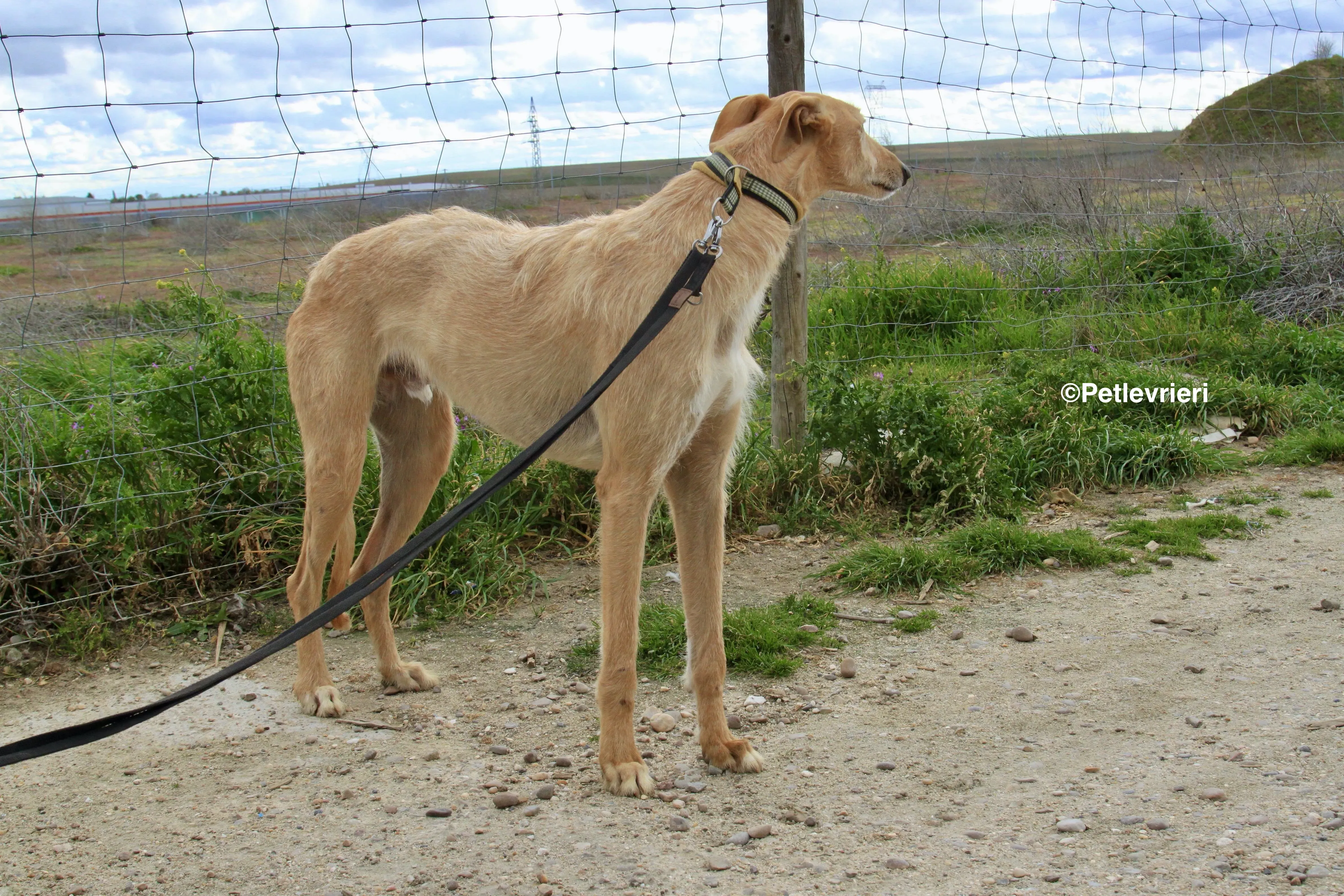 Bloom adozione levrieri galgo 6