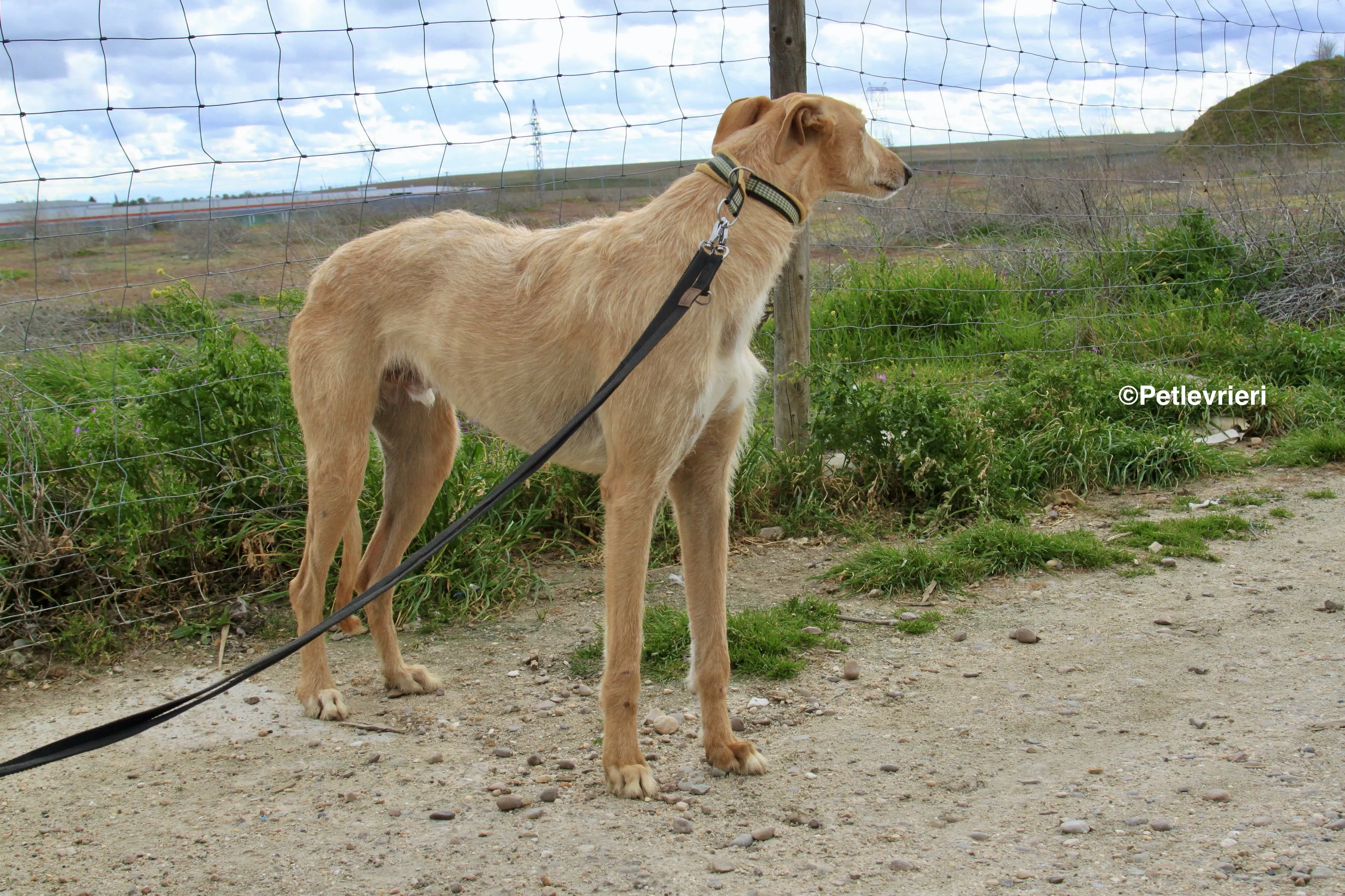 Bloom adozione levrieri galgo 7
