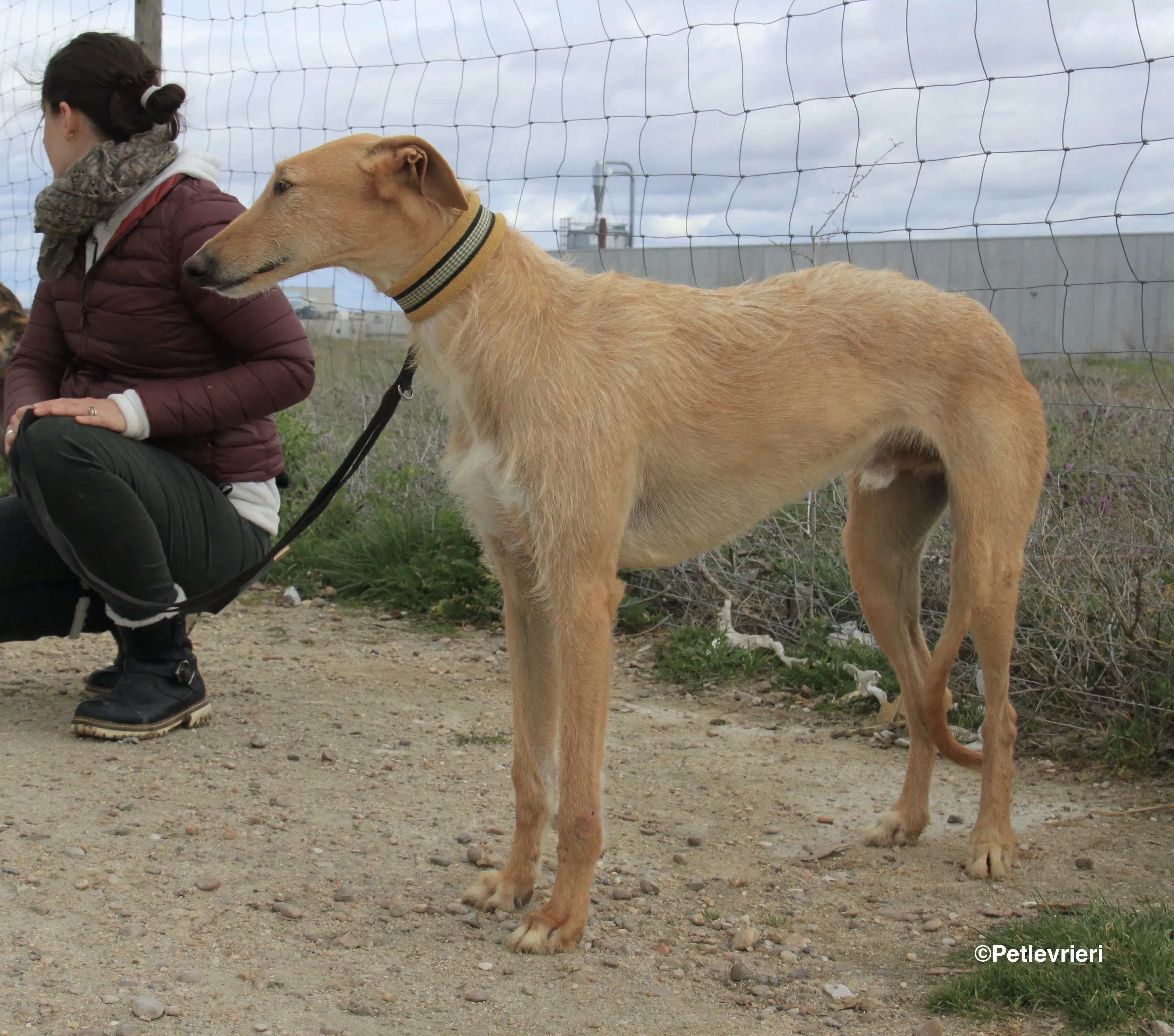 Bloom adozione levrieri galgo 8
