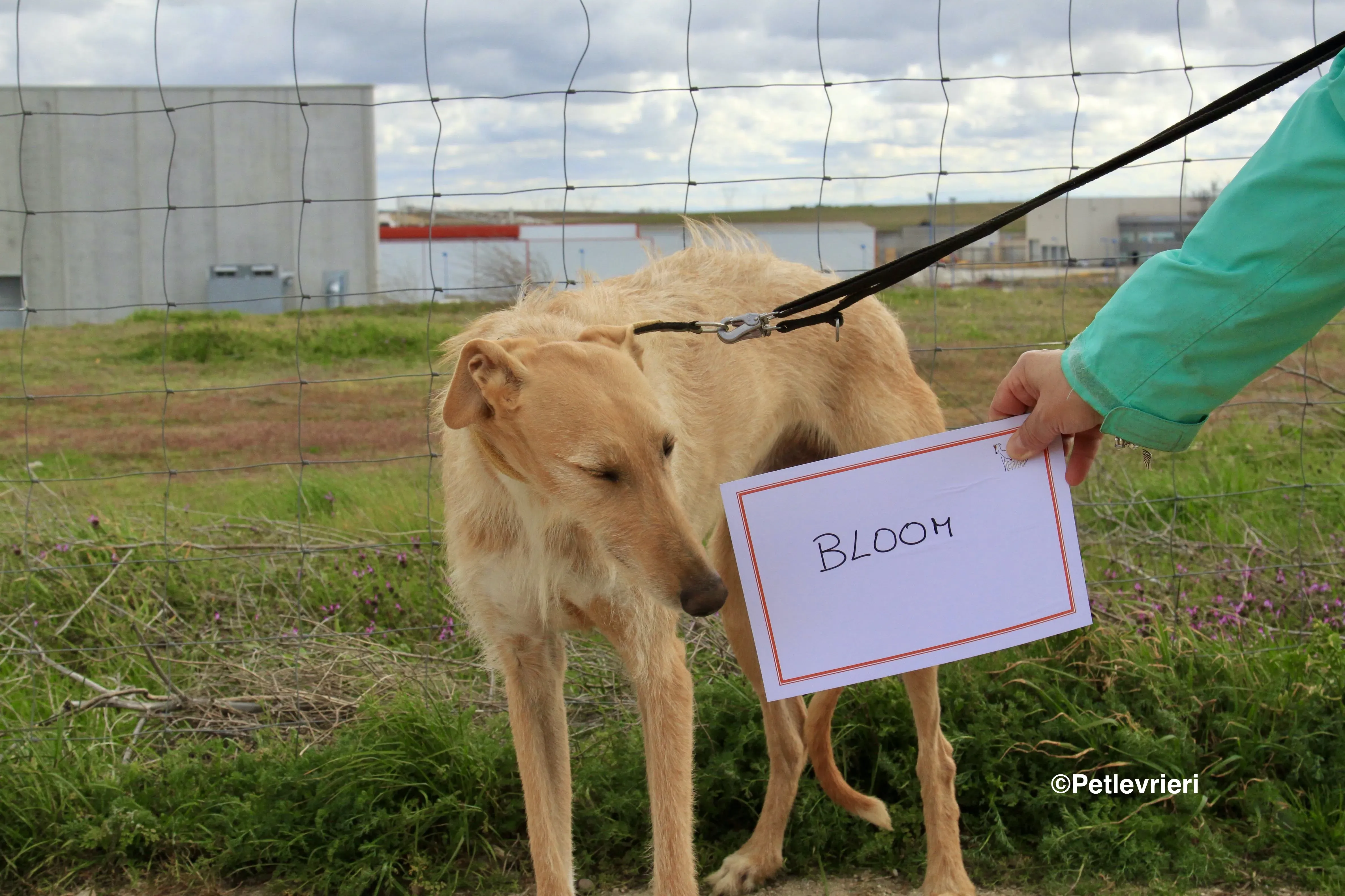 Bloom adozione levrieri galgo 9