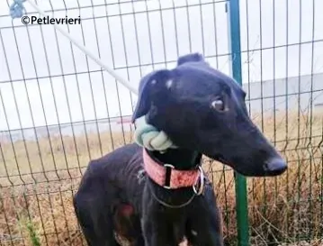 Blossom galgo adozione pet levrieri onlus 0