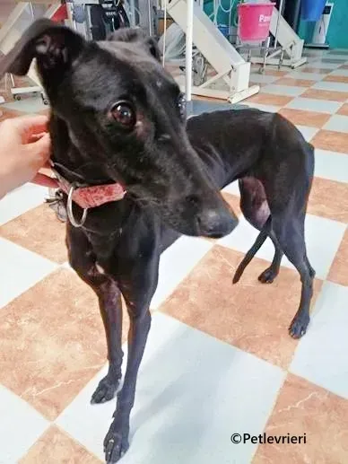 Blossom galgo adozione pet levrieri onlus 1