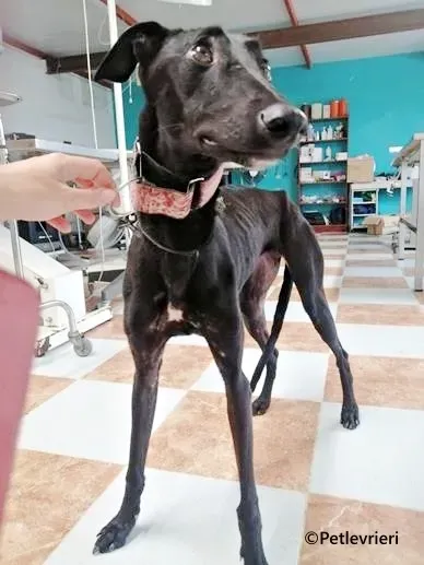 Blossom galgo adozione pet levrieri onlus 2