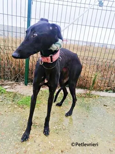 Blossom galgo adozione pet levrieri onlus 3