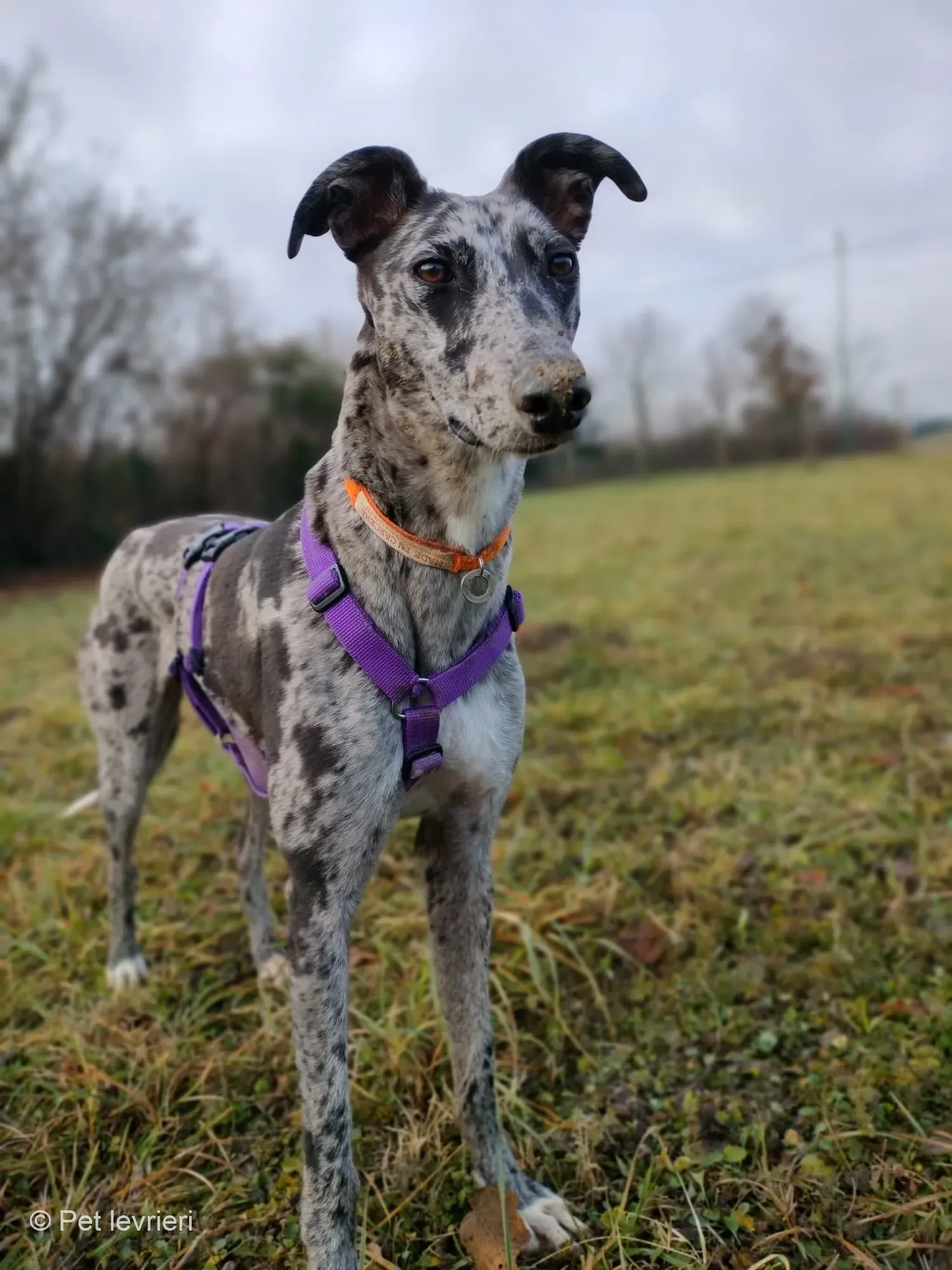 Blu lurcher greyhound adozione blue foster 1