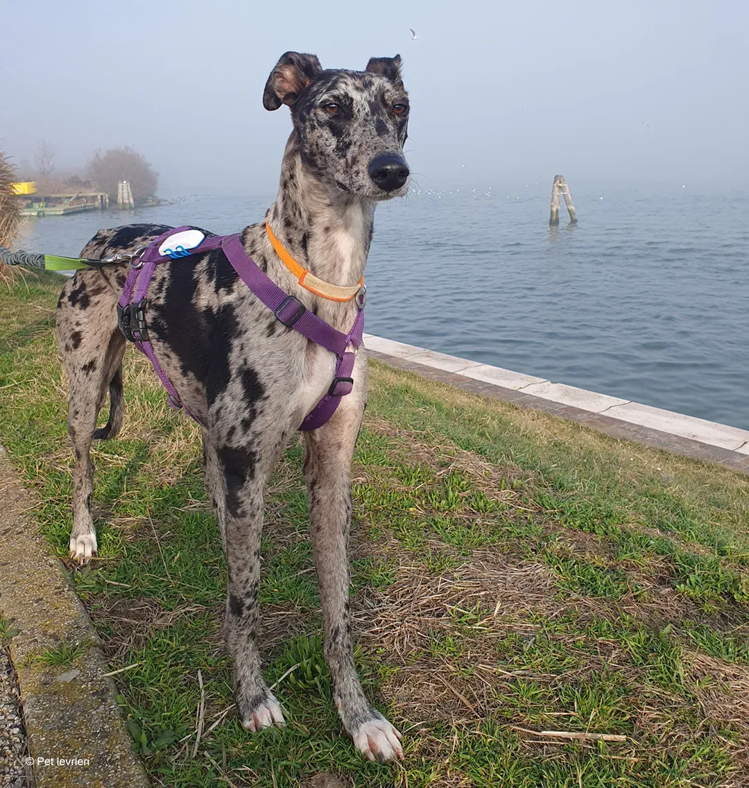 Blu lurcher greyhound adozione blue foster 10