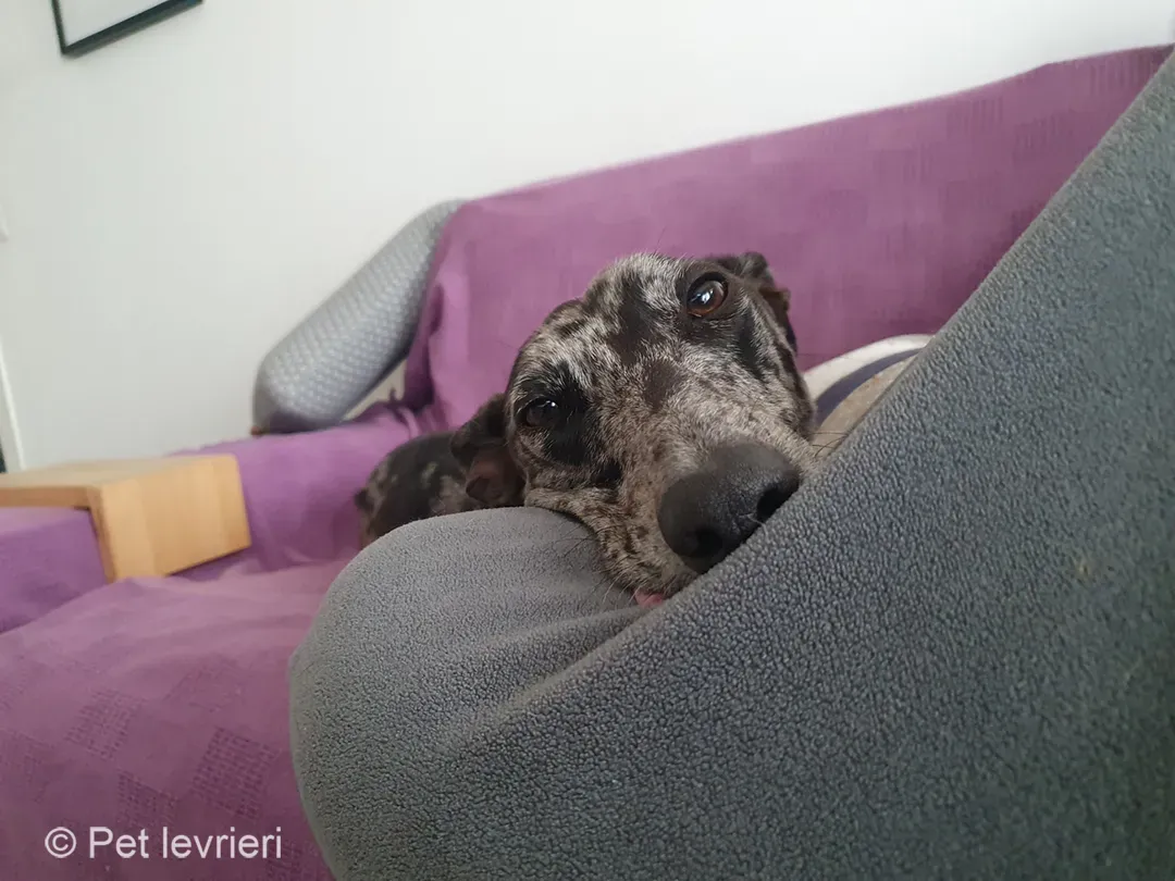 Blu lurcher greyhound adozione blue foster 11