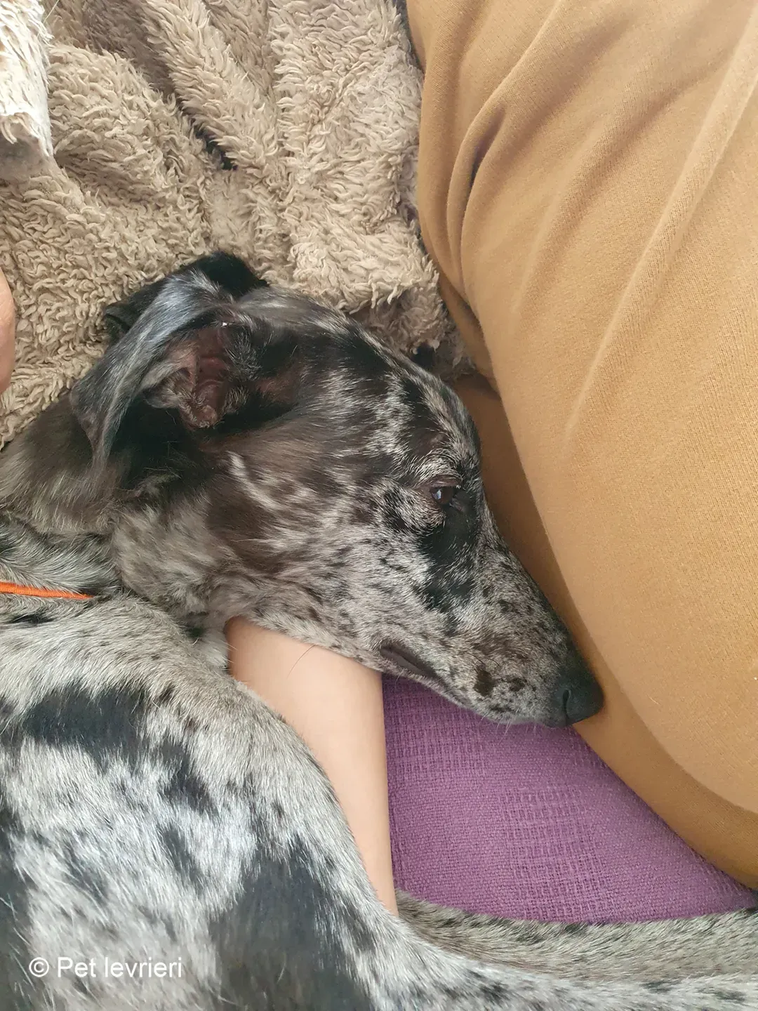 Blu lurcher greyhound adozione blue foster 12