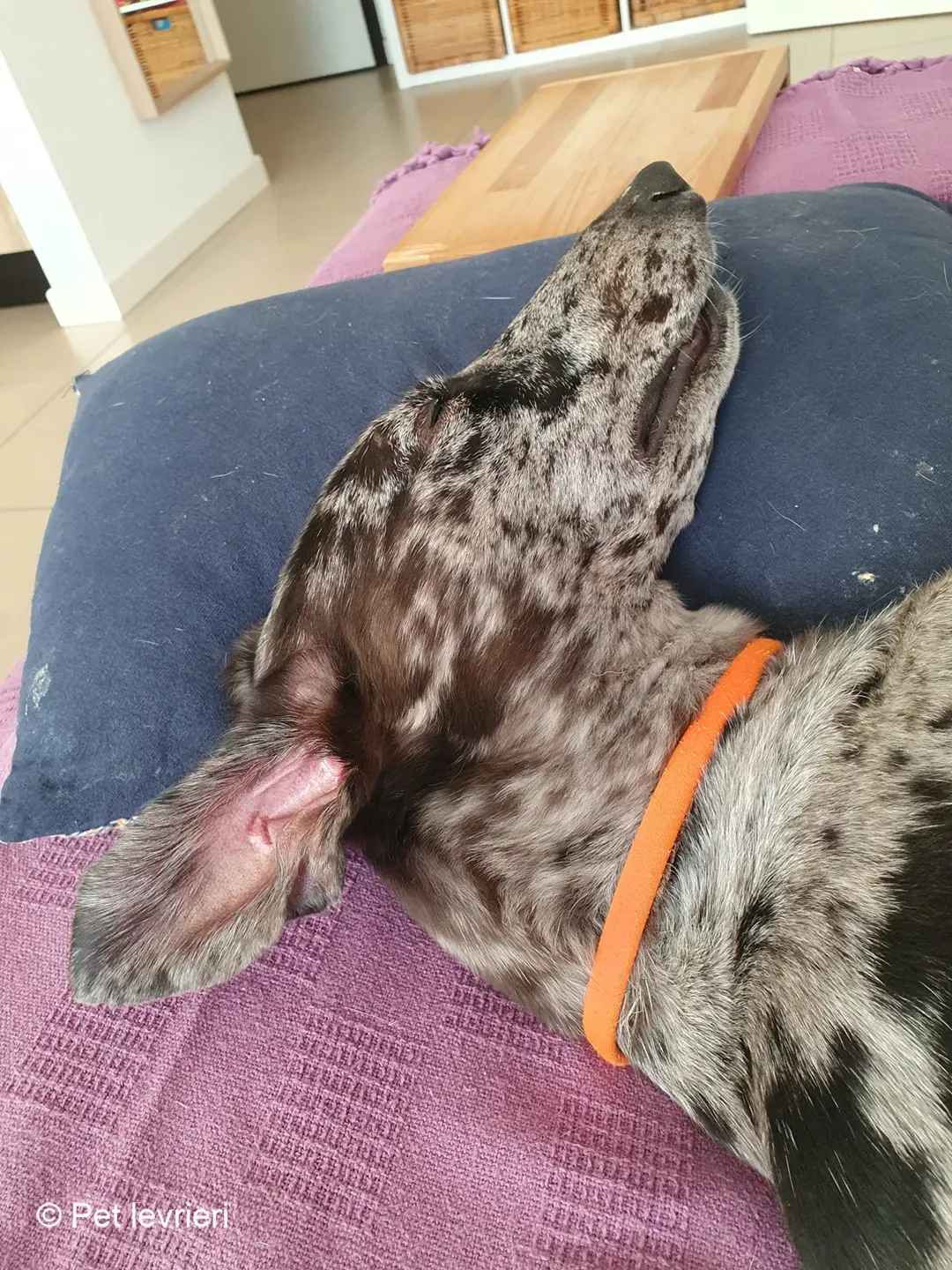 Blu lurcher greyhound adozione blue foster 13