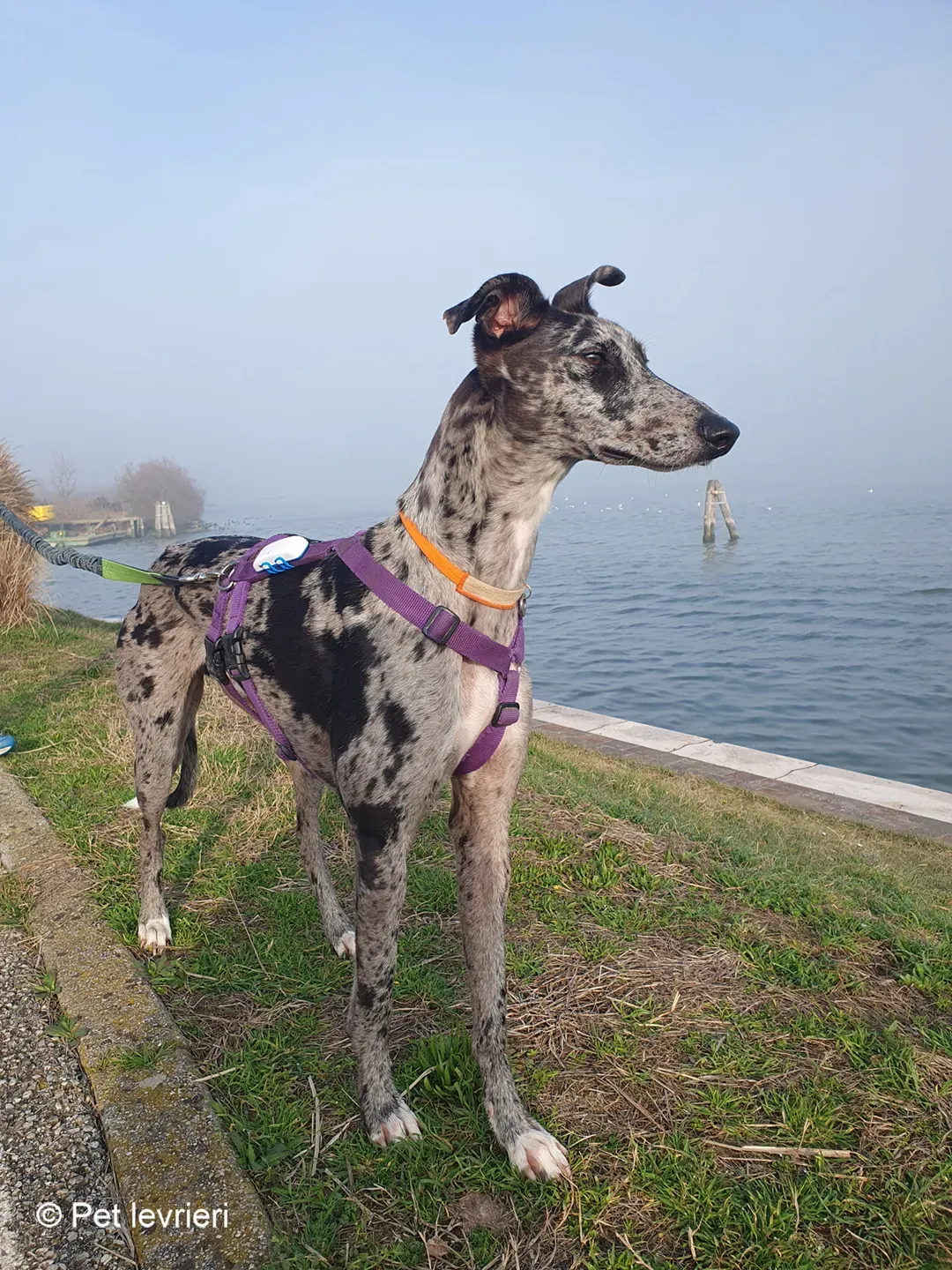 Blu lurcher greyhound adozione blue foster 14
