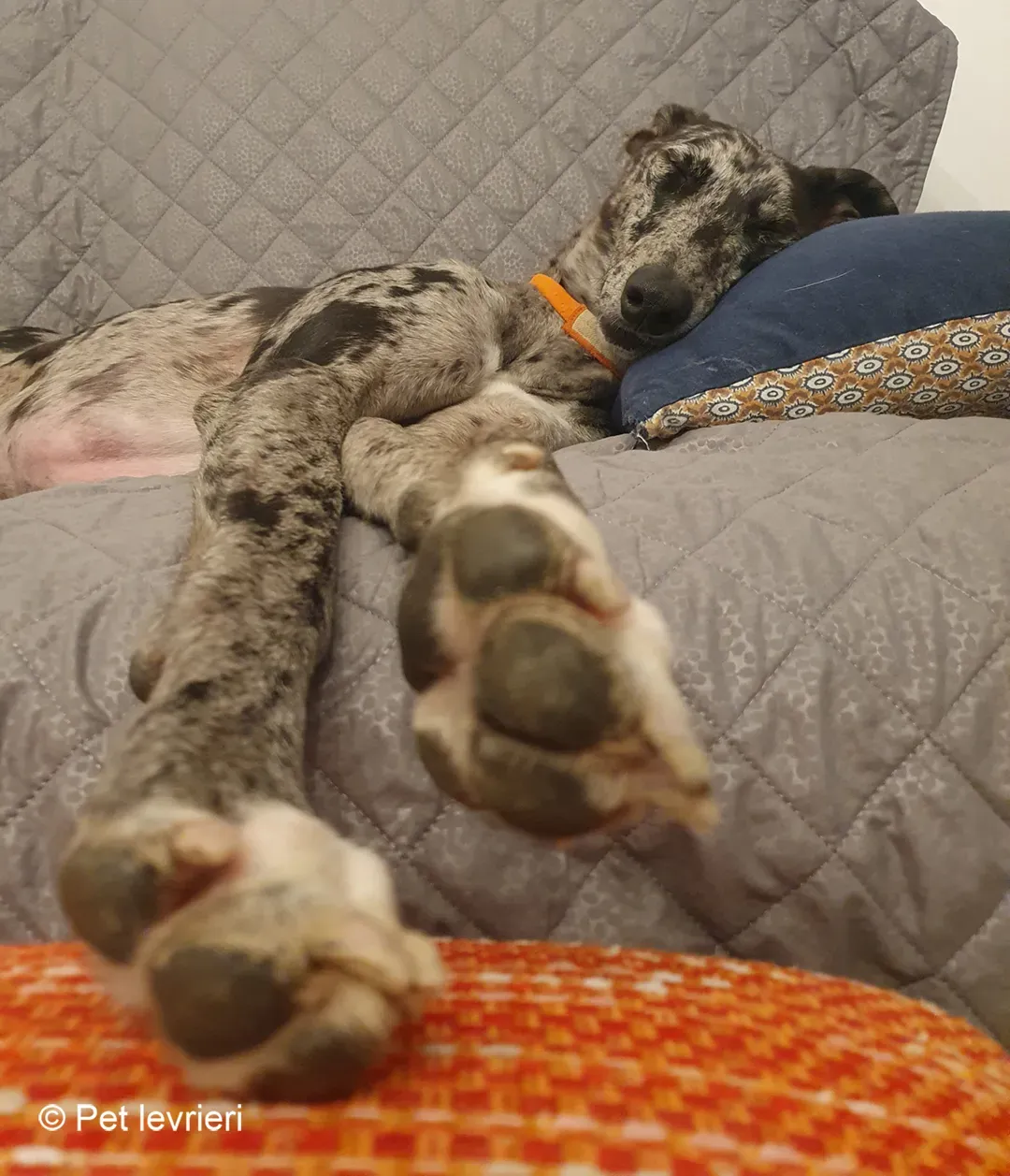 Blu lurcher greyhound adozione blue foster 15