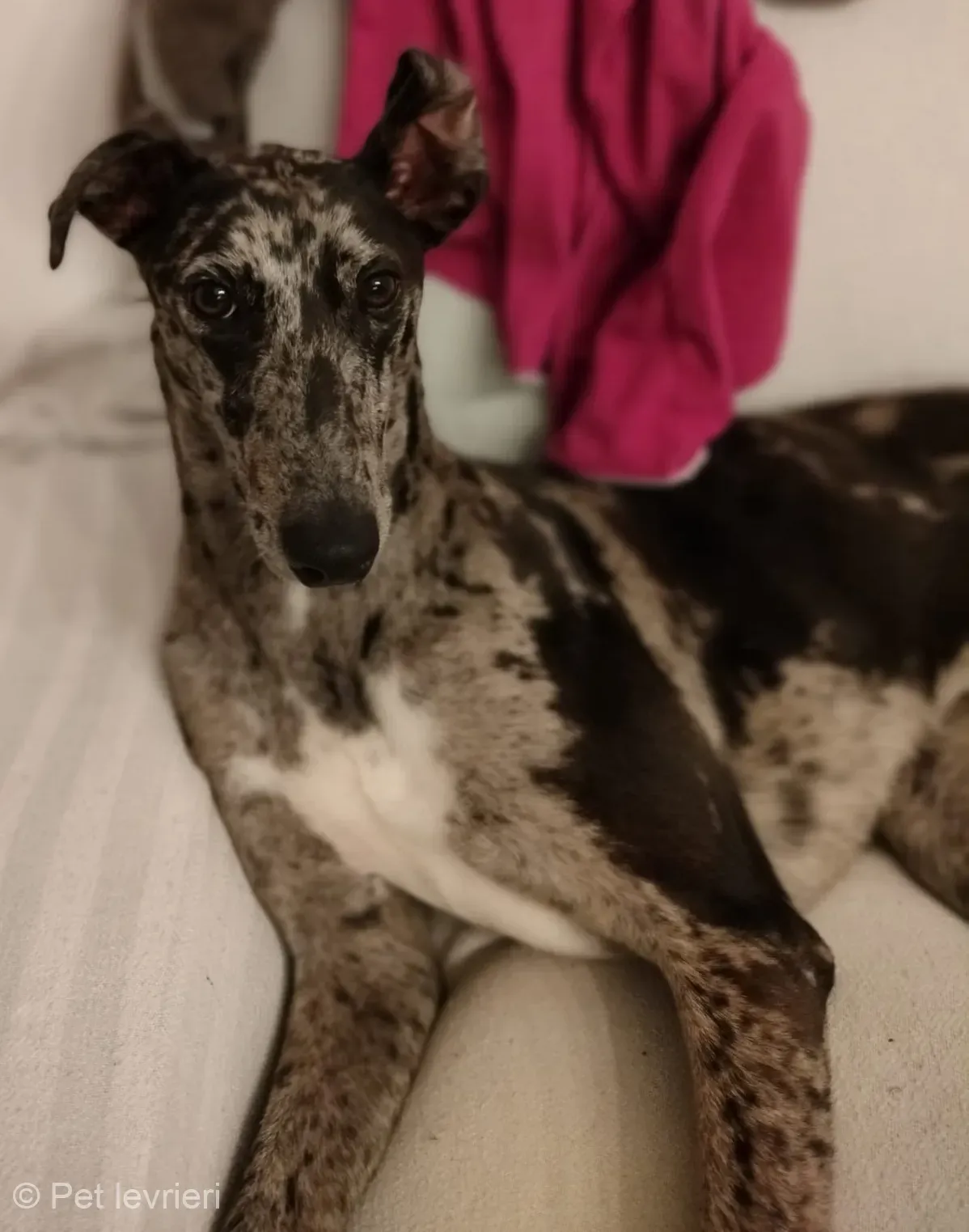 Blu lurcher greyhound adozione blue foster 4