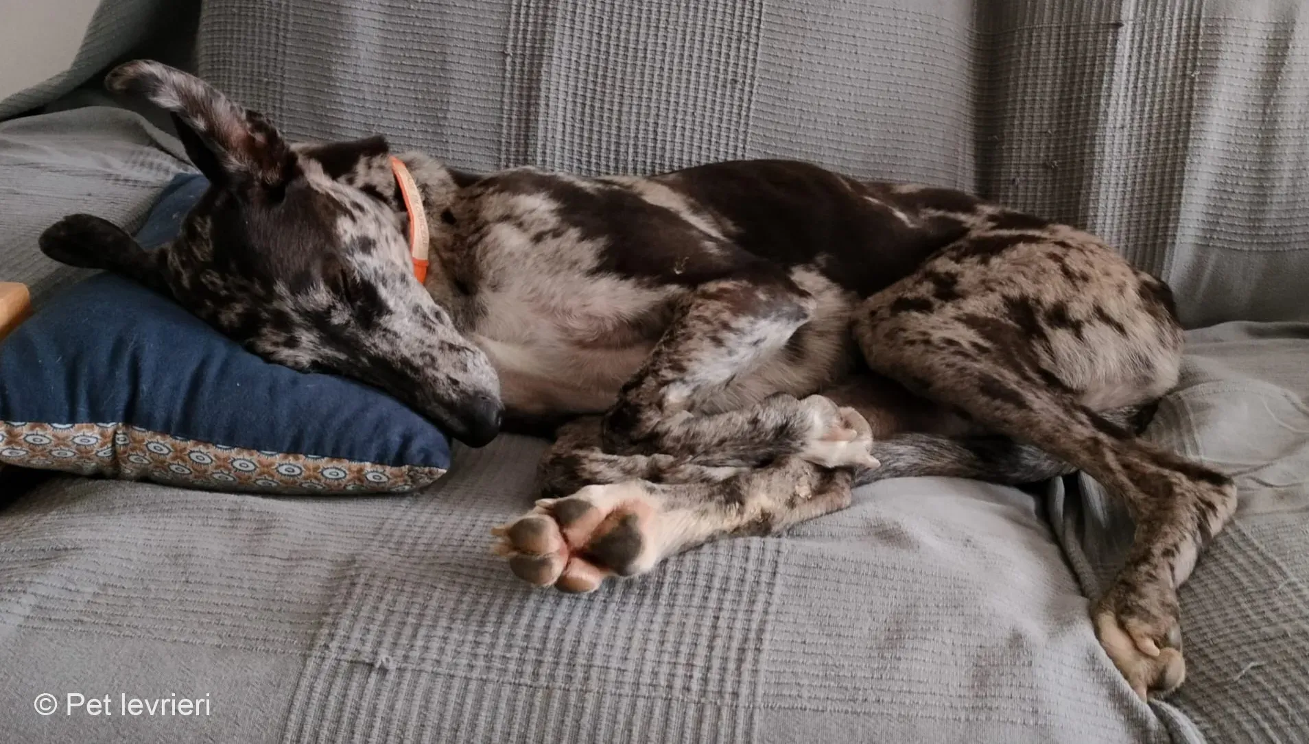 Blu lurcher greyhound adozione blue foster 5