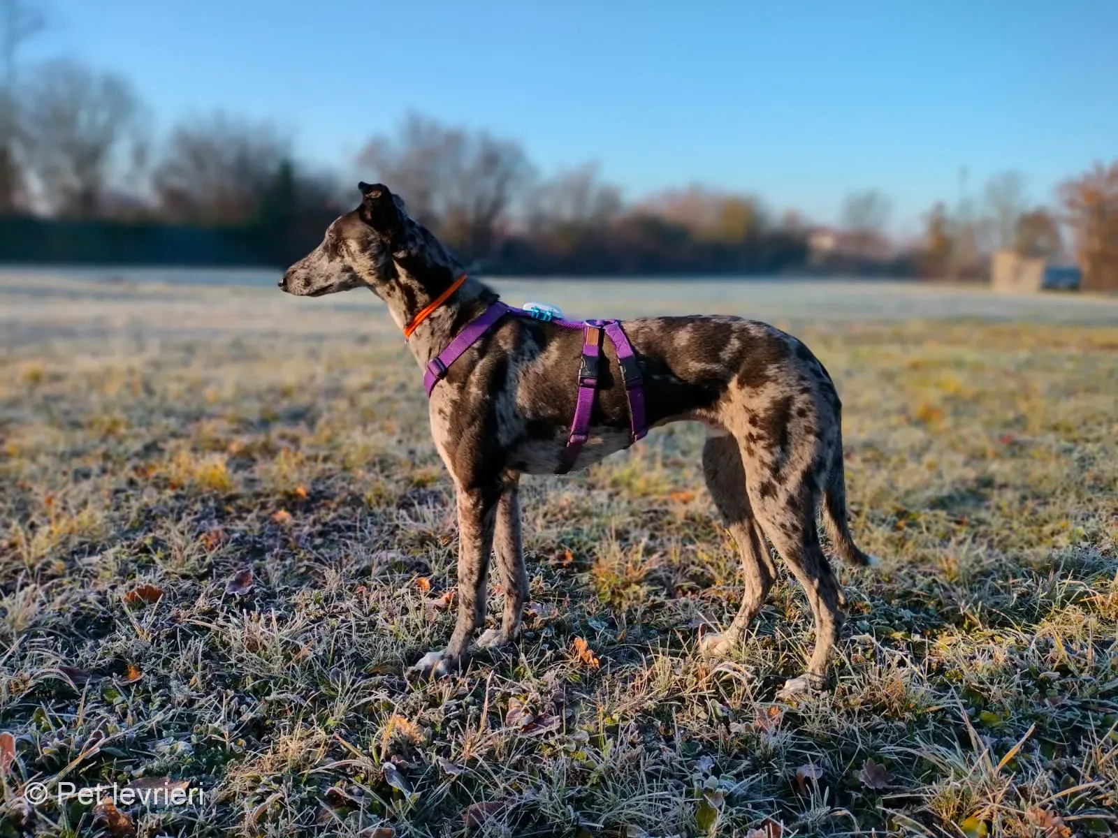 Blu lurcher greyhound adozione blue foster 6