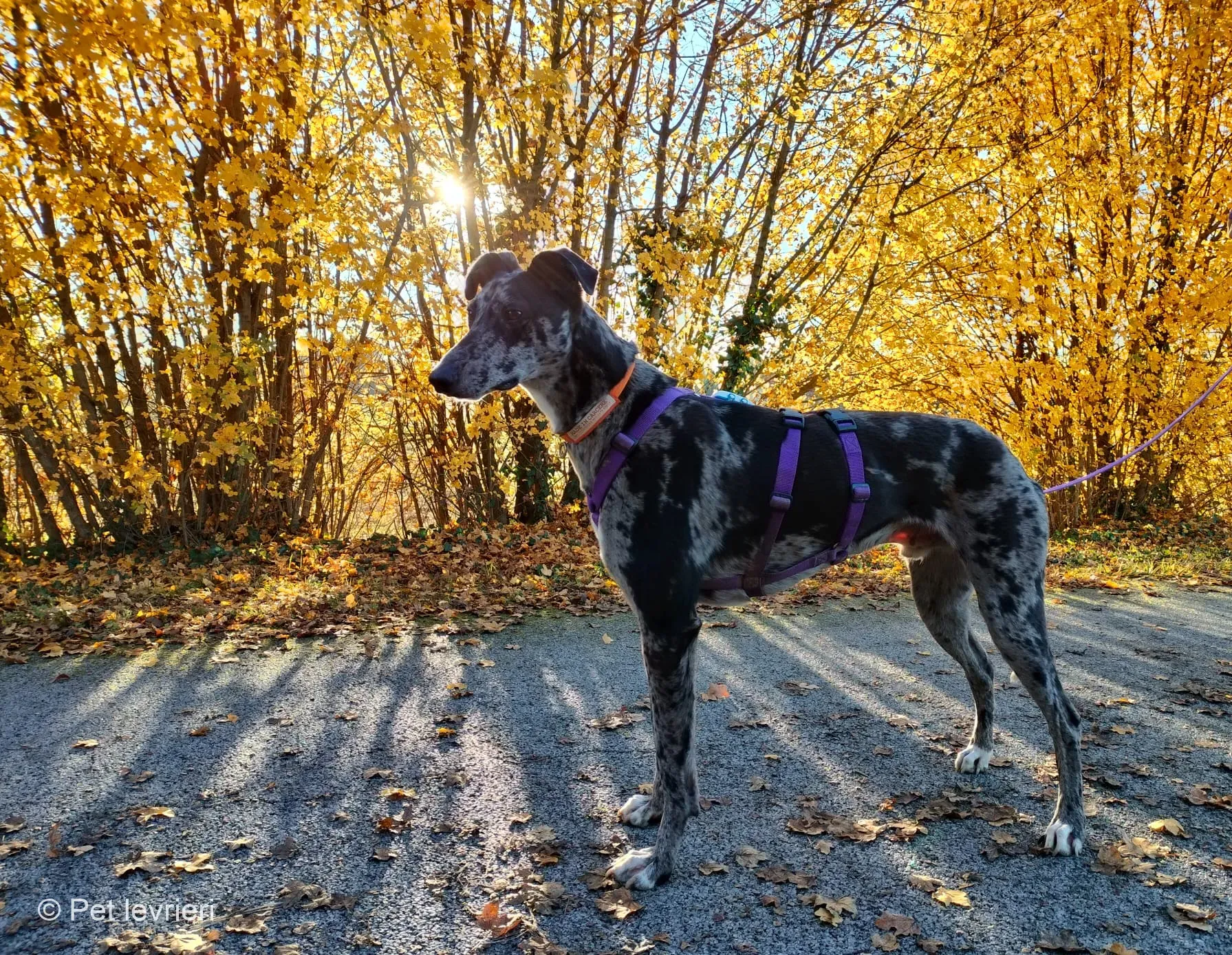 Blu lurcher greyhound adozione blue foster 7