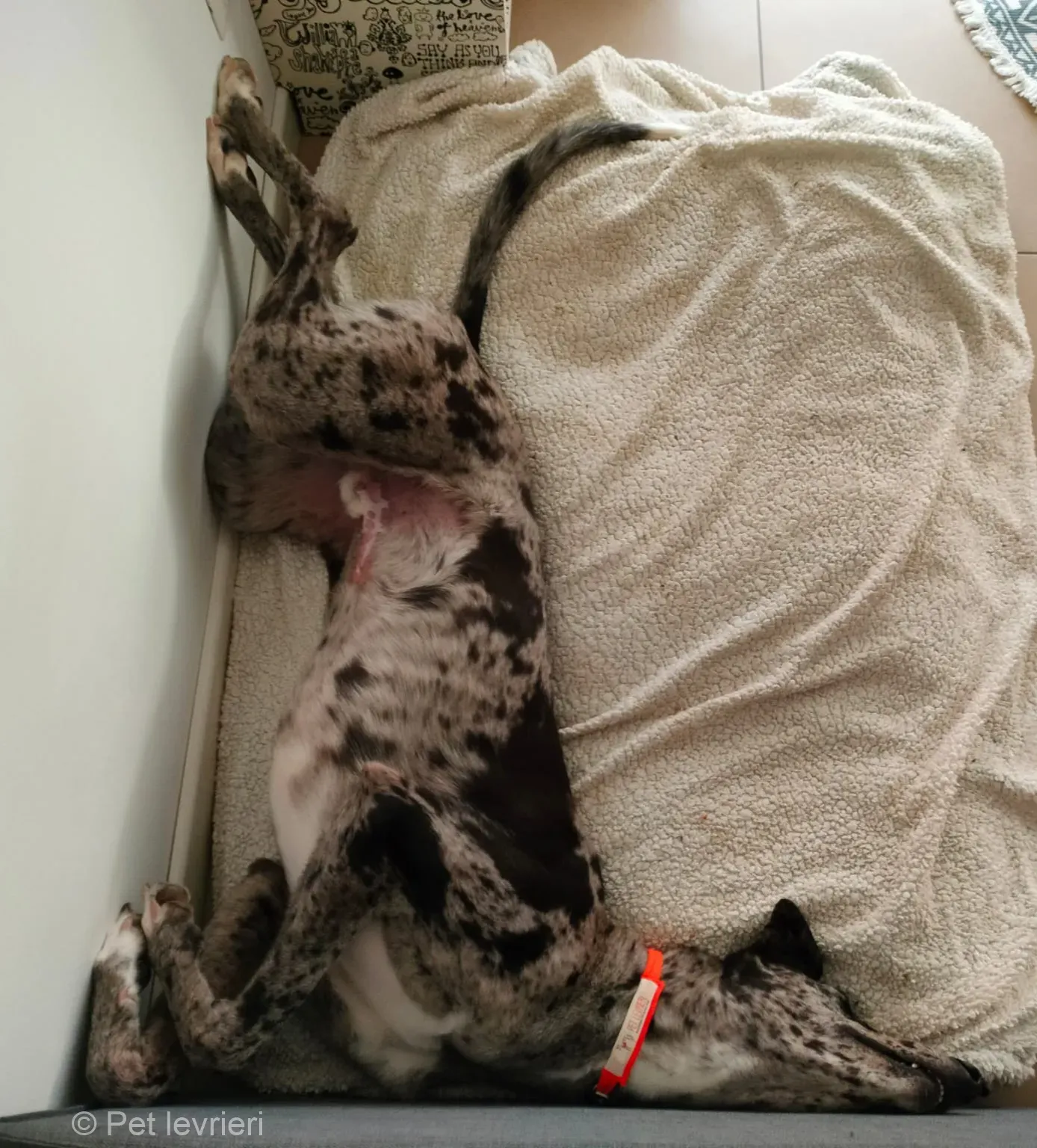 Blu lurcher greyhound adozione blue foster 8