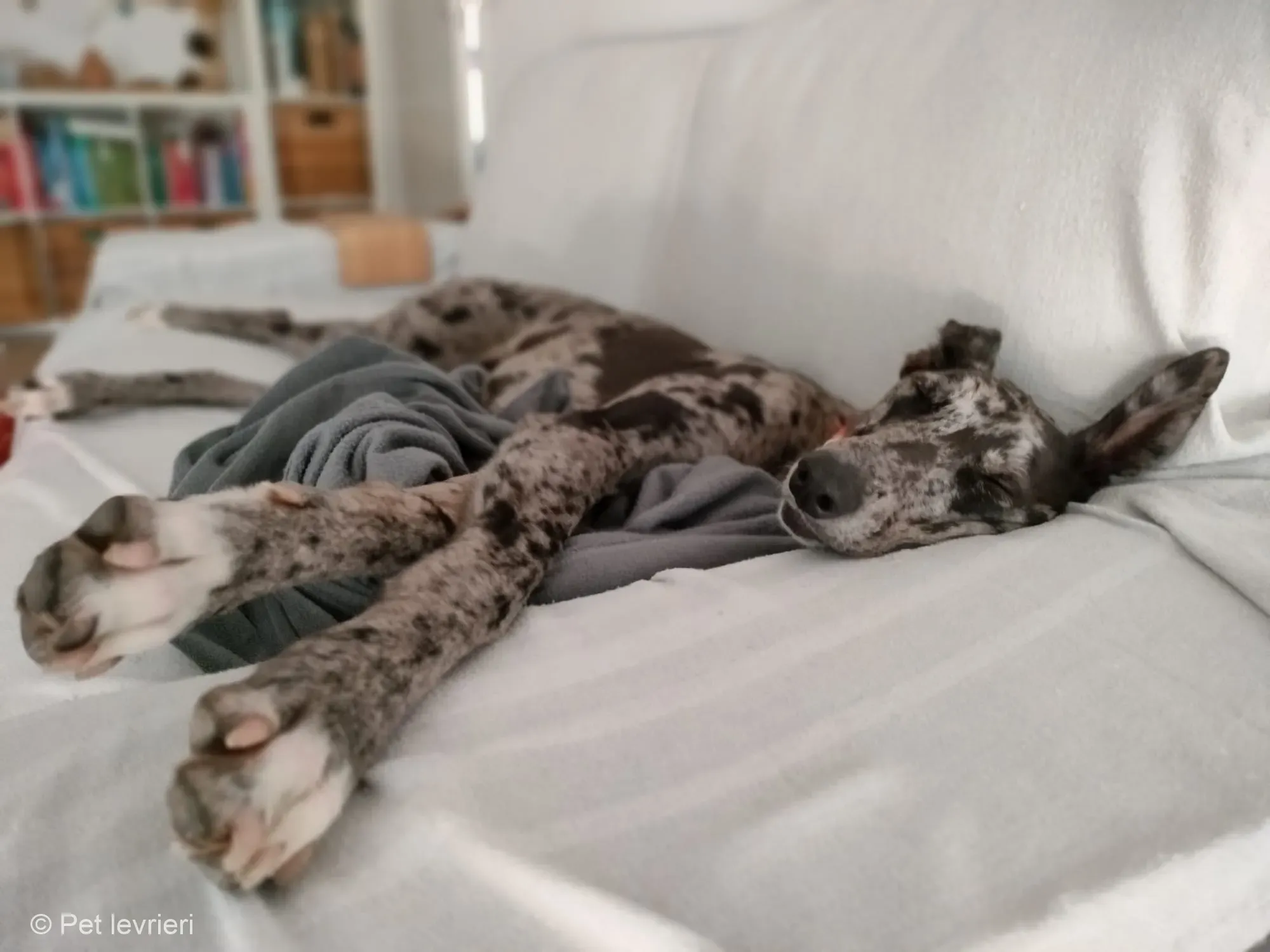 Blu lurcher greyhound adozione blue foster 9