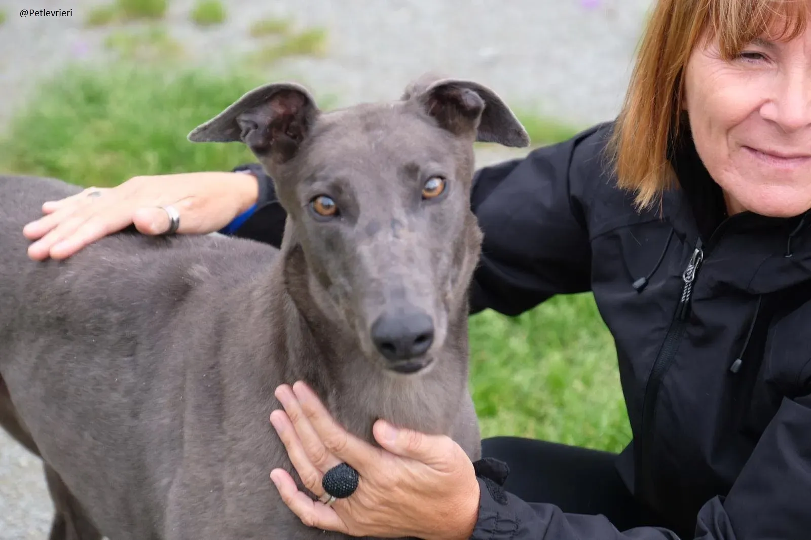 Blue Greyhound Male Adozione Levieri 10