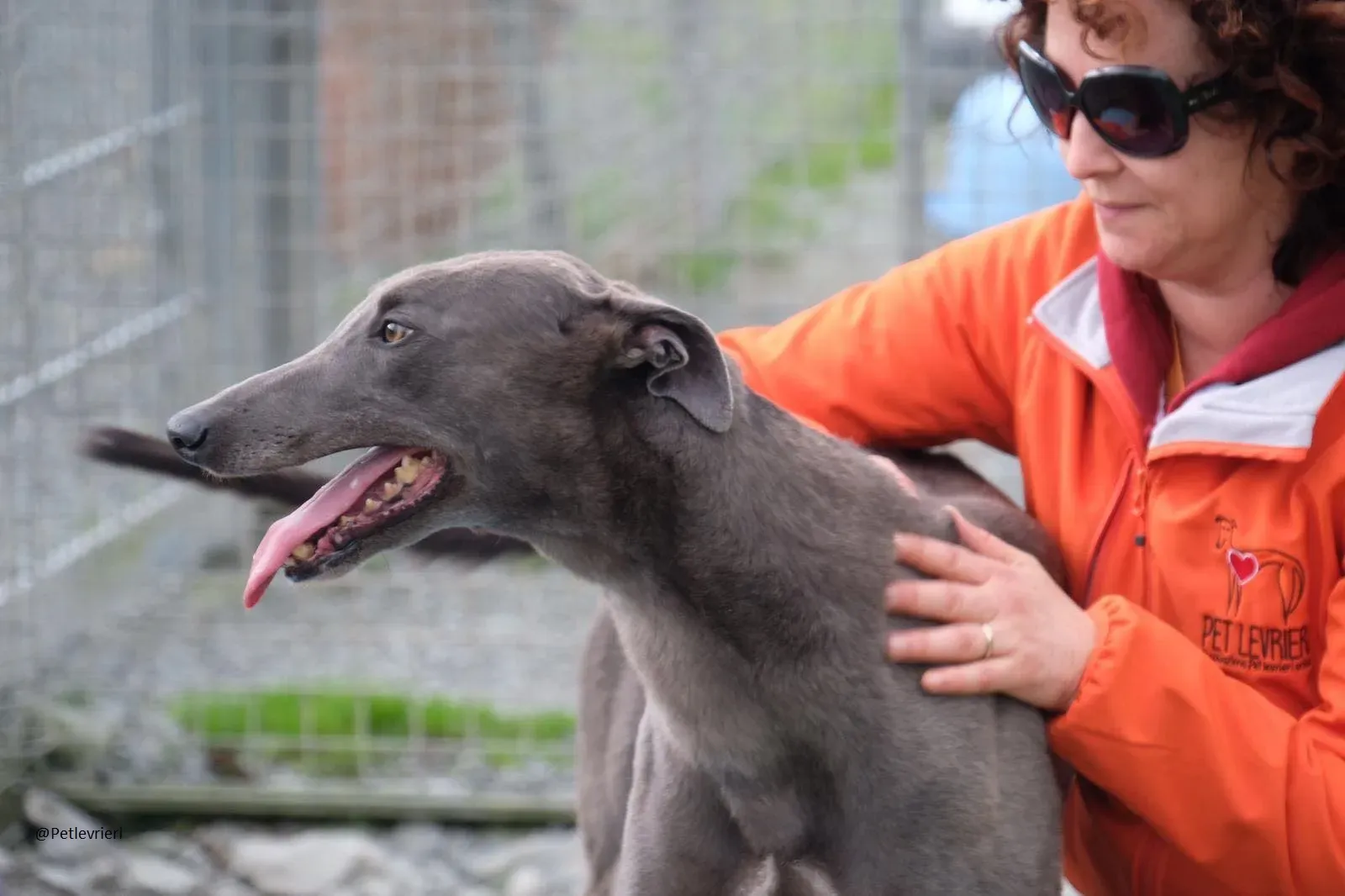 Blue Greyhound Male Adozione Levieri 11