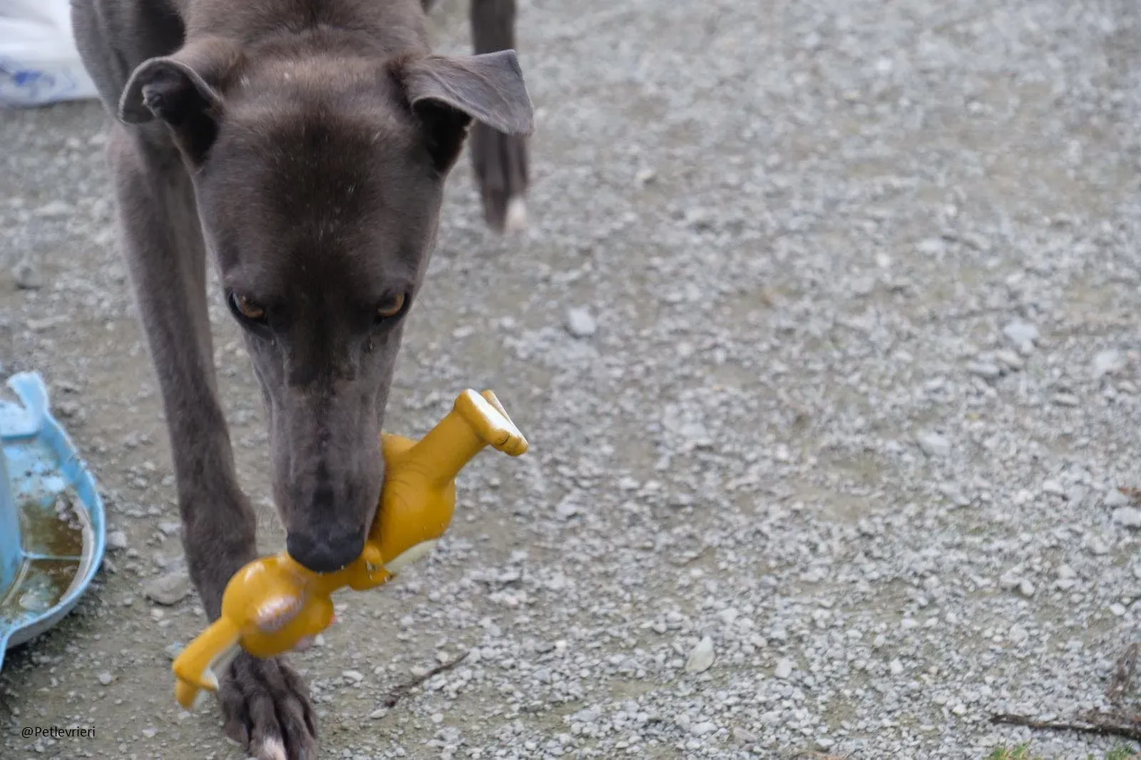 Blue Greyhound Male Adozione Levieri 13