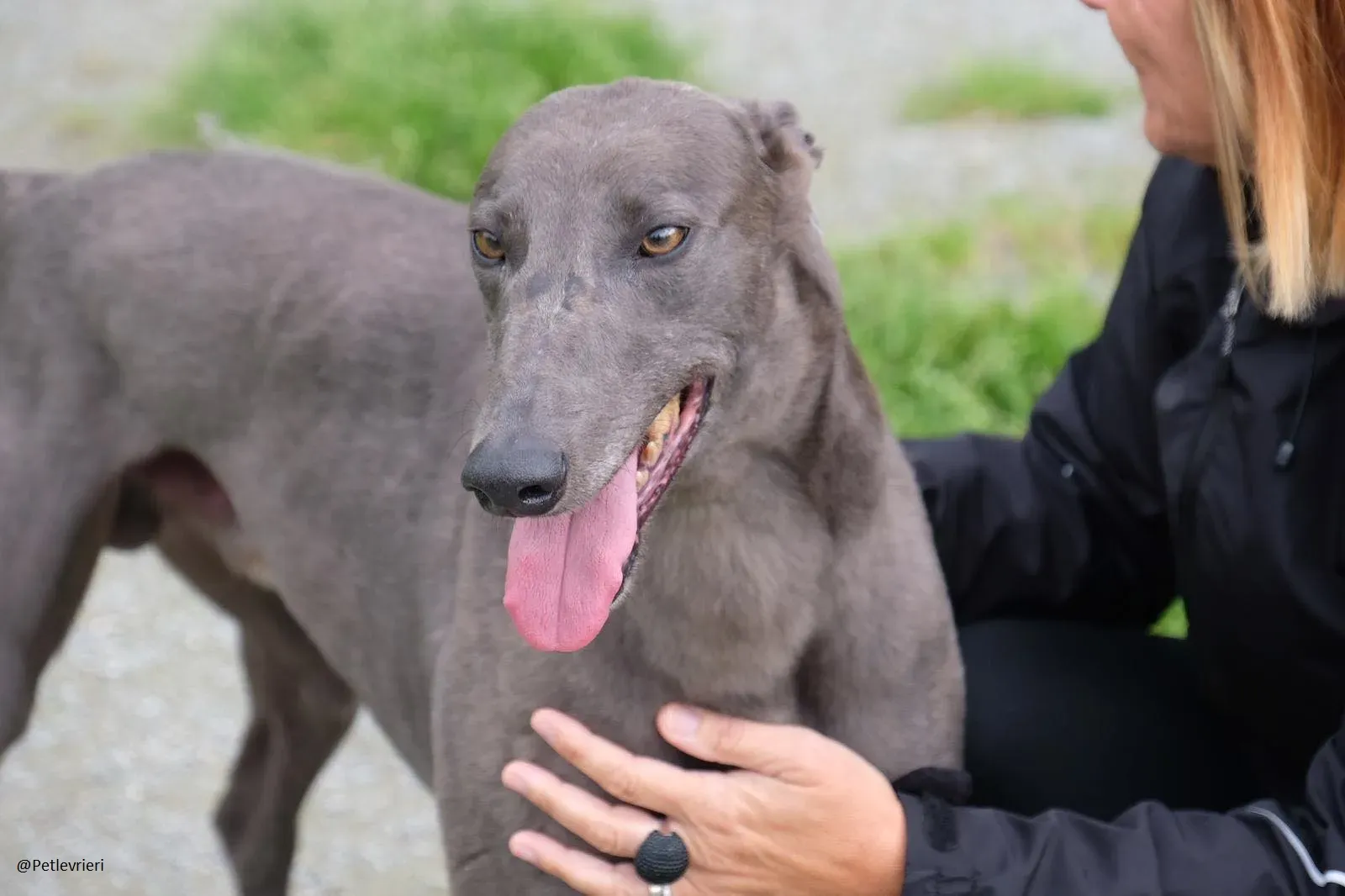Blue Greyhound Male Adozione Levieri 15