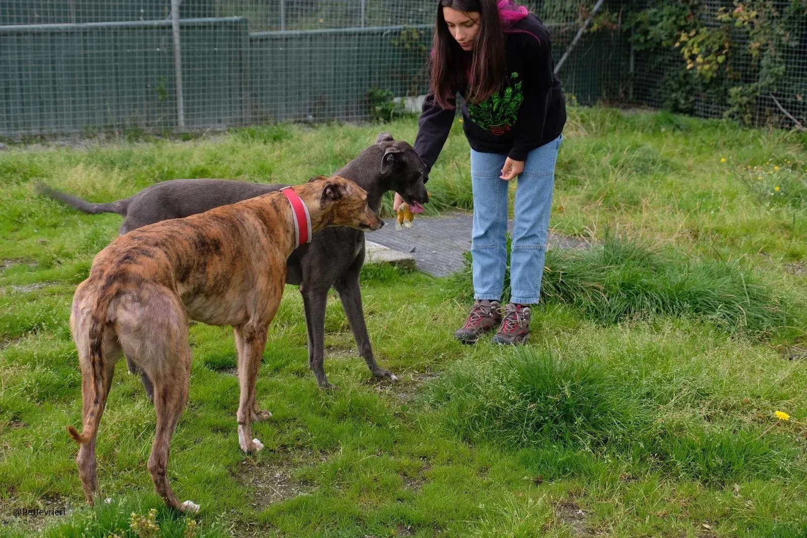 Blue Greyhound Male Adozione Levieri 2