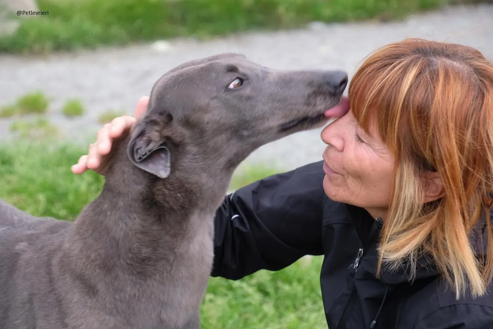 Blue Greyhound Male Adozione Levieri 4