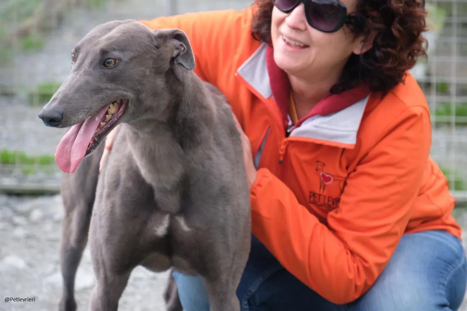 Blue Greyhound Male Adozione Levieri 5