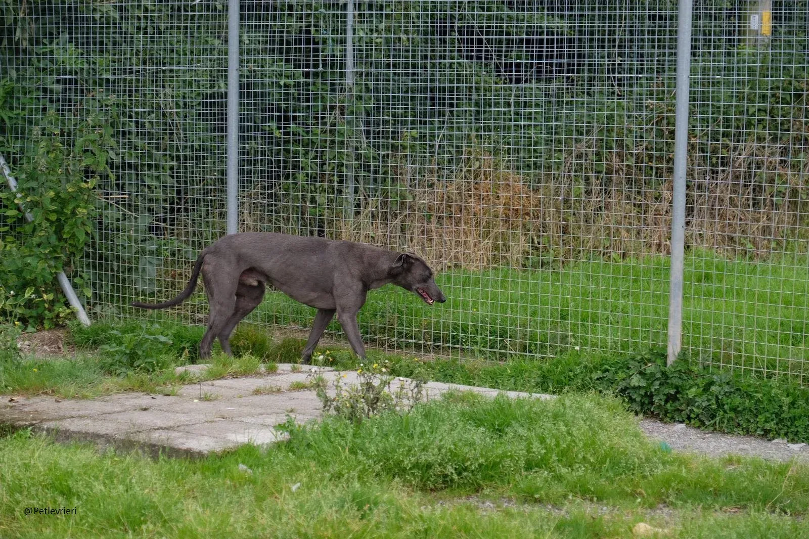Blue Greyhound Male Adozione Levieri 9